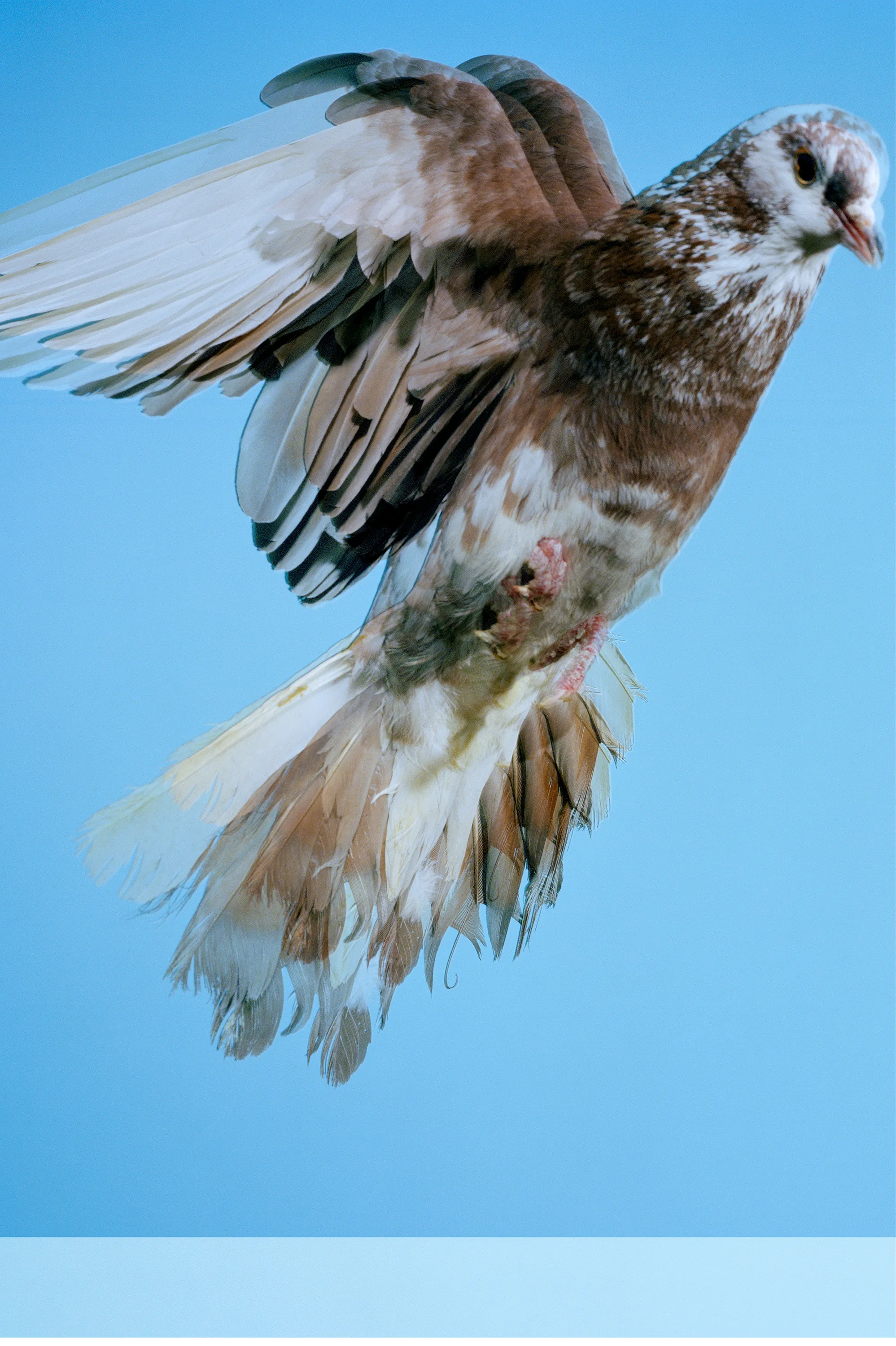 Roe Ethridge and [Zome.art](https://zome.art) present *22 Pigeons*, a collection of twenty-two new works derived from Ethridge’s iconic series of flying pigeons. 

To create these original works, Ethridge scanned and combined his analogue pigeon photographs from the early 2000s, resulting in a collection of visually dynamic digital collages. 

Living in New York City, Ethridge was interested in the ubiquity of pigeons. Using a high speed flash, he sought to capture them in a way that transcended their ordinariness. 

These new works will begin their life as NFTs, and were created specifically for Zome’s first drop.