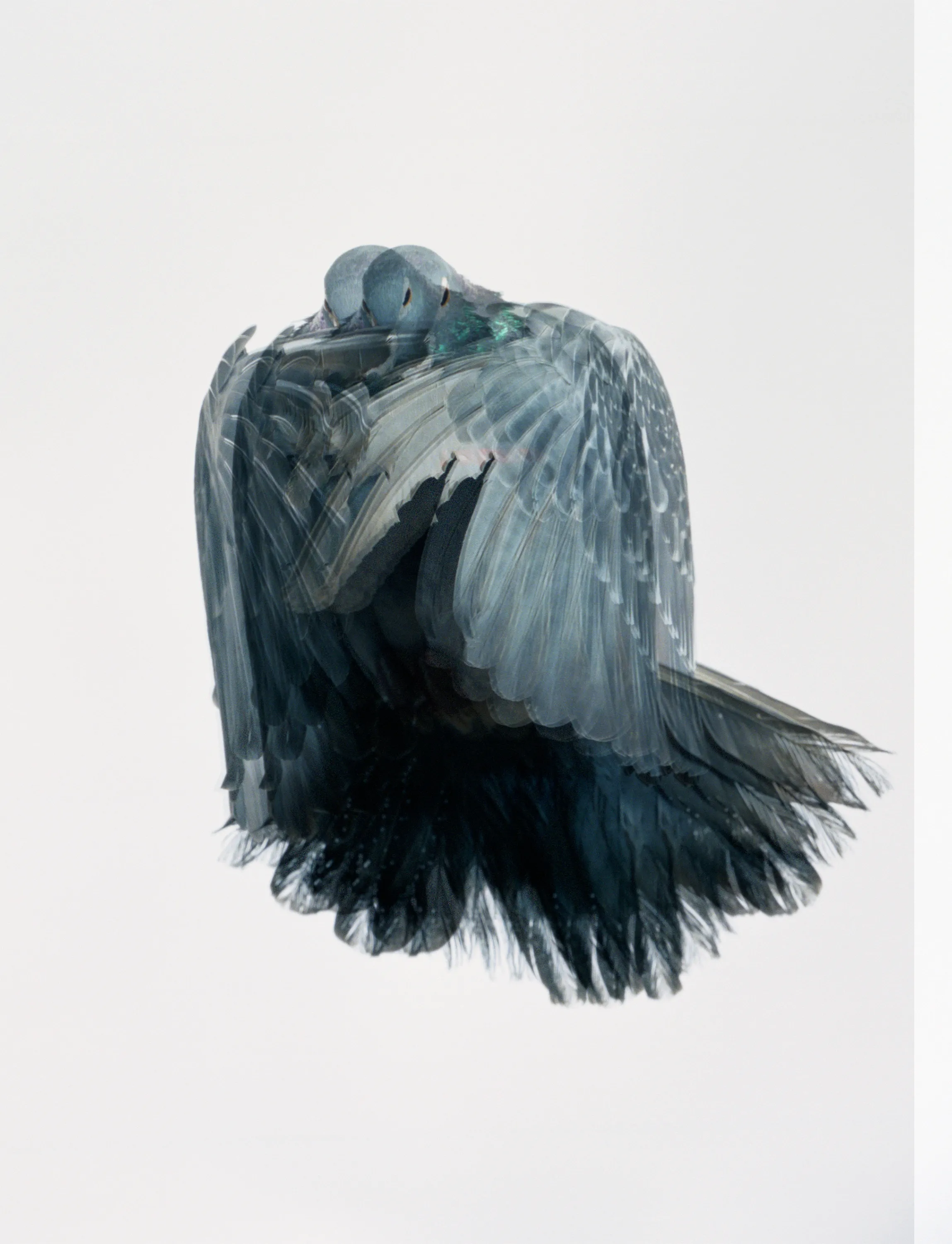 Roe Ethridge and [Zome.art](https://zome.art) present *22 Pigeons*, a collection of twenty-two new works derived from Ethridge’s iconic series of flying pigeons. 

To create these original works, Ethridge scanned and combined his analogue pigeon photographs from the early 2000s, resulting in a collection of visually dynamic digital collages. 

Living in New York City, Ethridge was interested in the ubiquity of pigeons. Using a high speed flash, he sought to capture them in a way that transcended their ordinariness. 

These new works will begin their life as NFTs, and were created specifically for Zome’s first drop.
