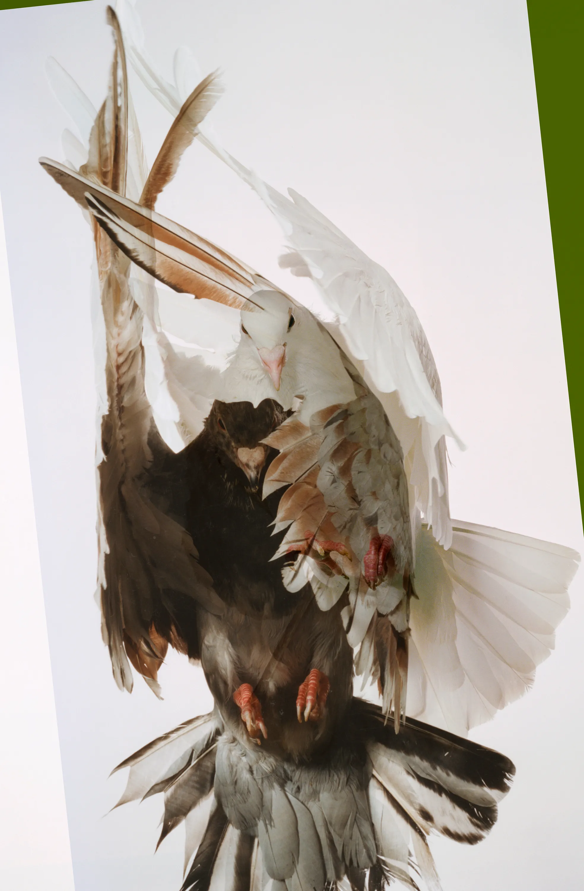 Roe Ethridge and [Zome.art](https://zome.art) present *22 Pigeons*, a collection of twenty-two new works derived from Ethridge’s iconic series of flying pigeons. 

To create these original works, Ethridge scanned and combined his analogue pigeon photographs from the early 2000s, resulting in a collection of visually dynamic digital collages. 

Living in New York City, Ethridge was interested in the ubiquity of pigeons. Using a high speed flash, he sought to capture them in a way that transcended their ordinariness. 

These new works will begin their life as NFTs, and were created specifically for Zome’s first drop.