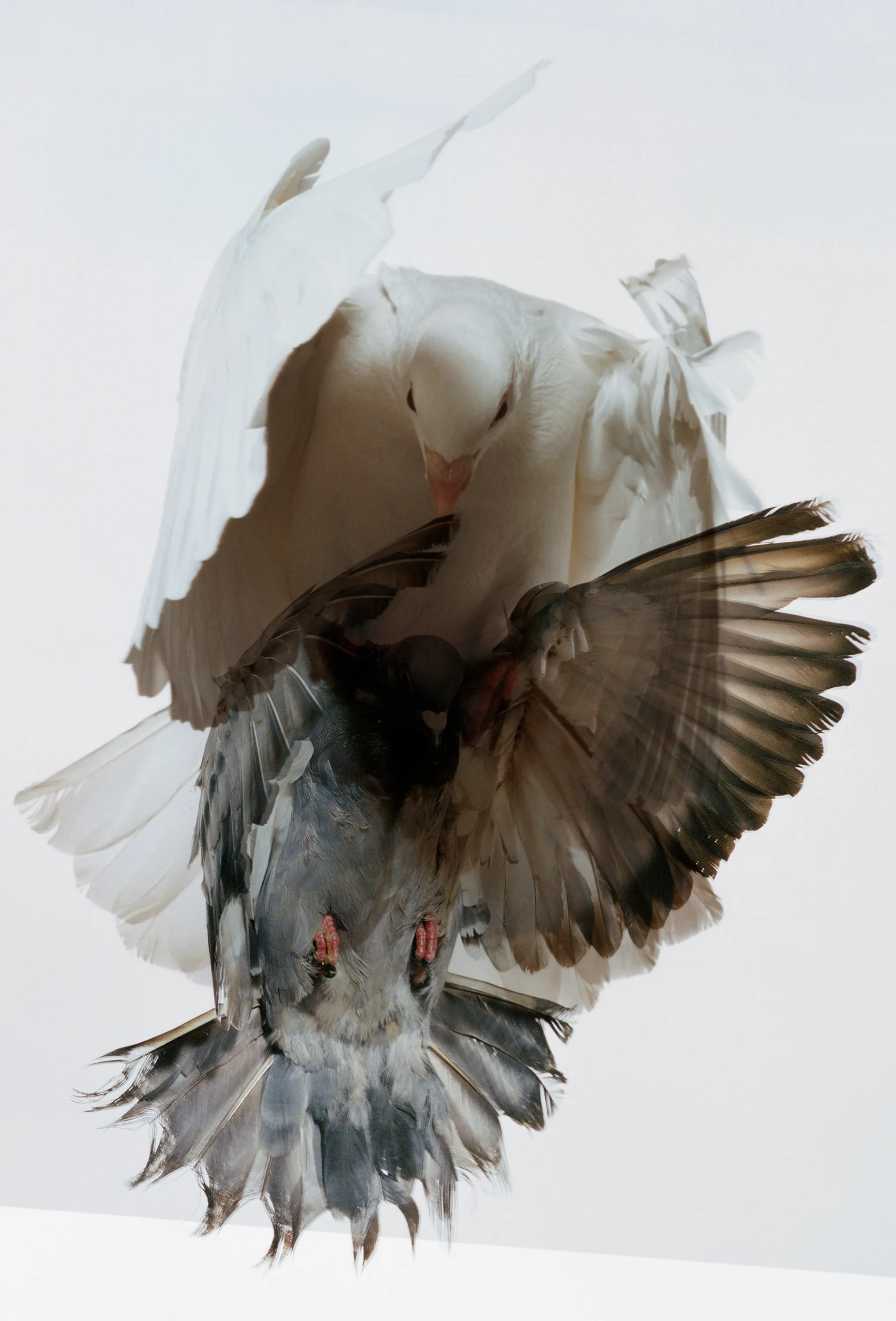 Roe Ethridge and [Zome.art](https://zome.art) present *22 Pigeons*, a collection of twenty-two new works derived from Ethridge’s iconic series of flying pigeons. 

To create these original works, Ethridge scanned and combined his analogue pigeon photographs from the early 2000s, resulting in a collection of visually dynamic digital collages. 

Living in New York City, Ethridge was interested in the ubiquity of pigeons. Using a high speed flash, he sought to capture them in a way that transcended their ordinariness. 

These new works will begin their life as NFTs, and were created specifically for Zome’s first drop.