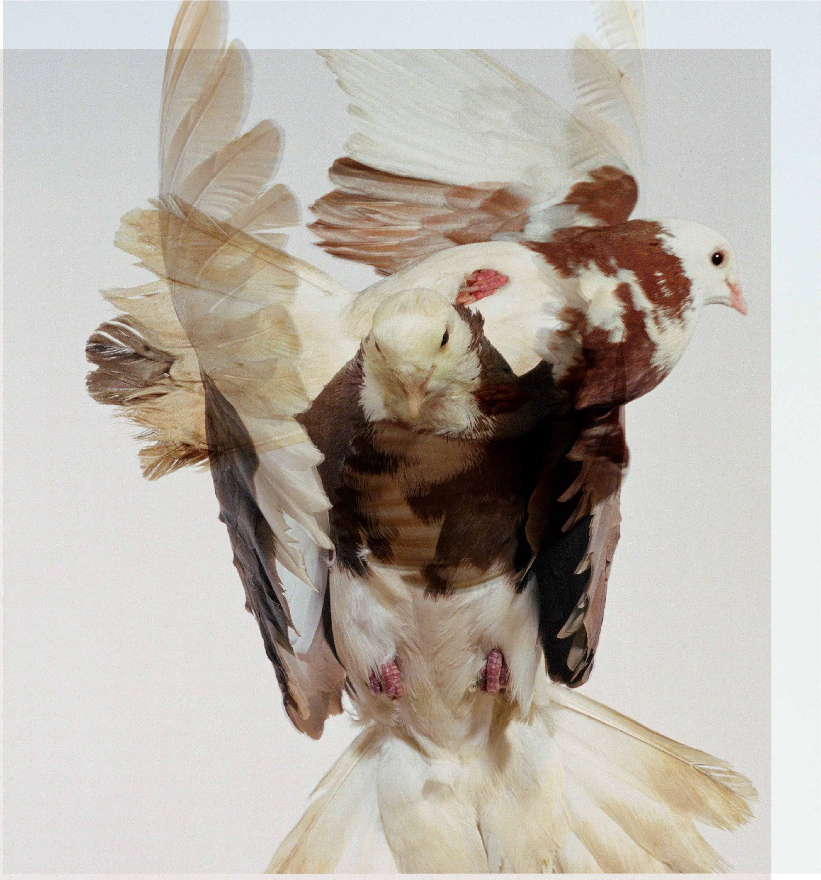 Roe Ethridge and [Zome.art](https://zome.art) present *22 Pigeons*, a collection of twenty-two new works derived from Ethridge’s iconic series of flying pigeons. 

To create these original works, Ethridge scanned and combined his analogue pigeon photographs from the early 2000s, resulting in a collection of visually dynamic digital collages. 

Living in New York City, Ethridge was interested in the ubiquity of pigeons. Using a high speed flash, he sought to capture them in a way that transcended their ordinariness. 

These new works will begin their life as NFTs, and were created specifically for Zome’s first drop