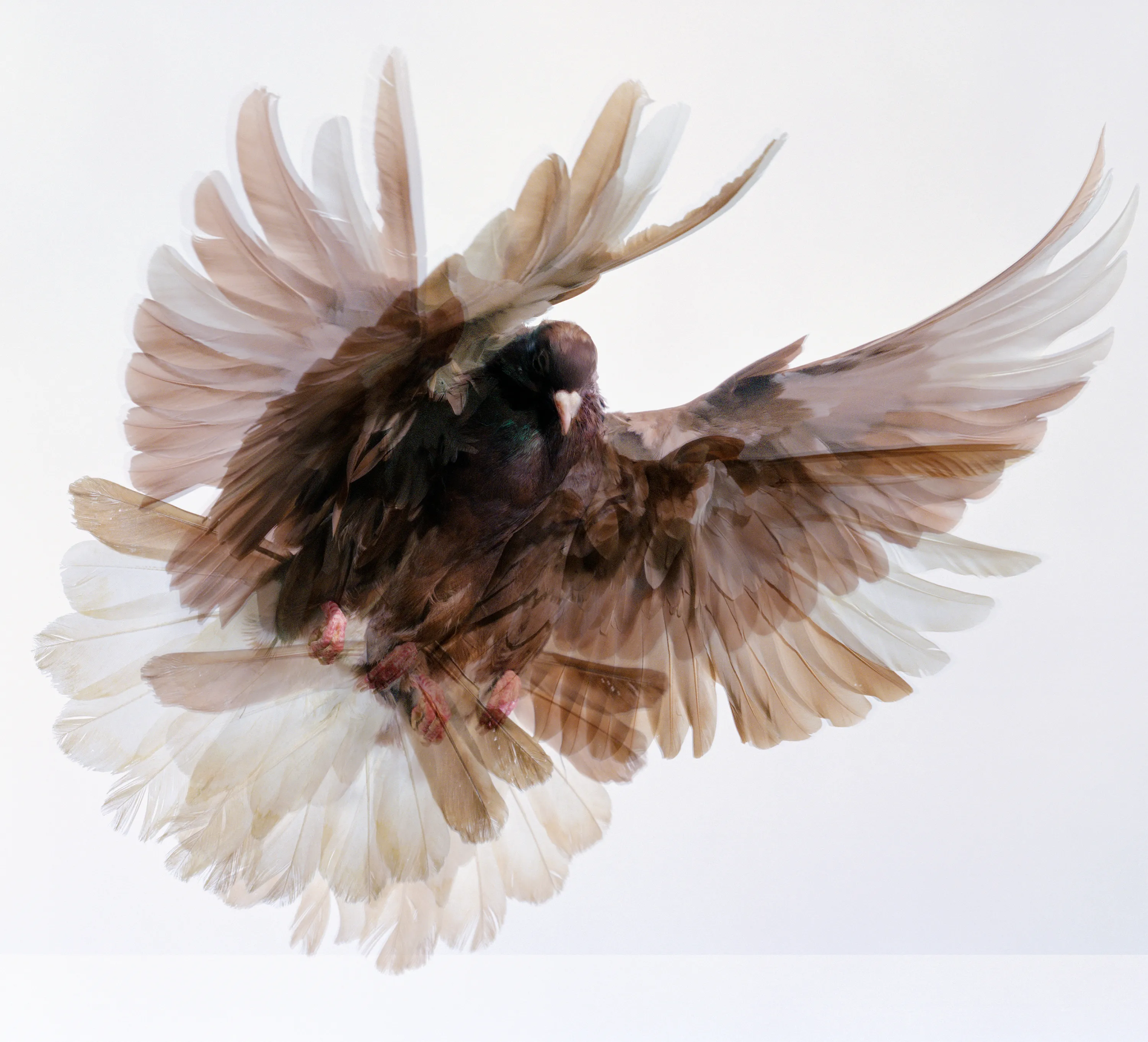Roe Ethridge and [Zome.art](https://zome.art) present *22 Pigeons*, a collection of twenty-two new works derived from Ethridge’s iconic series of flying pigeons. 

To create these original works, Ethridge scanned and combined his analogue pigeon photographs from the early 2000s, resulting in a collection of visually dynamic digital collages. 

Living in New York City, Ethridge was interested in the ubiquity of pigeons. Using a high speed flash, he sought to capture them in a way that transcended their ordinariness. 

These new works will begin their life as NFTs, and were created specifically for Zome’s first drop.