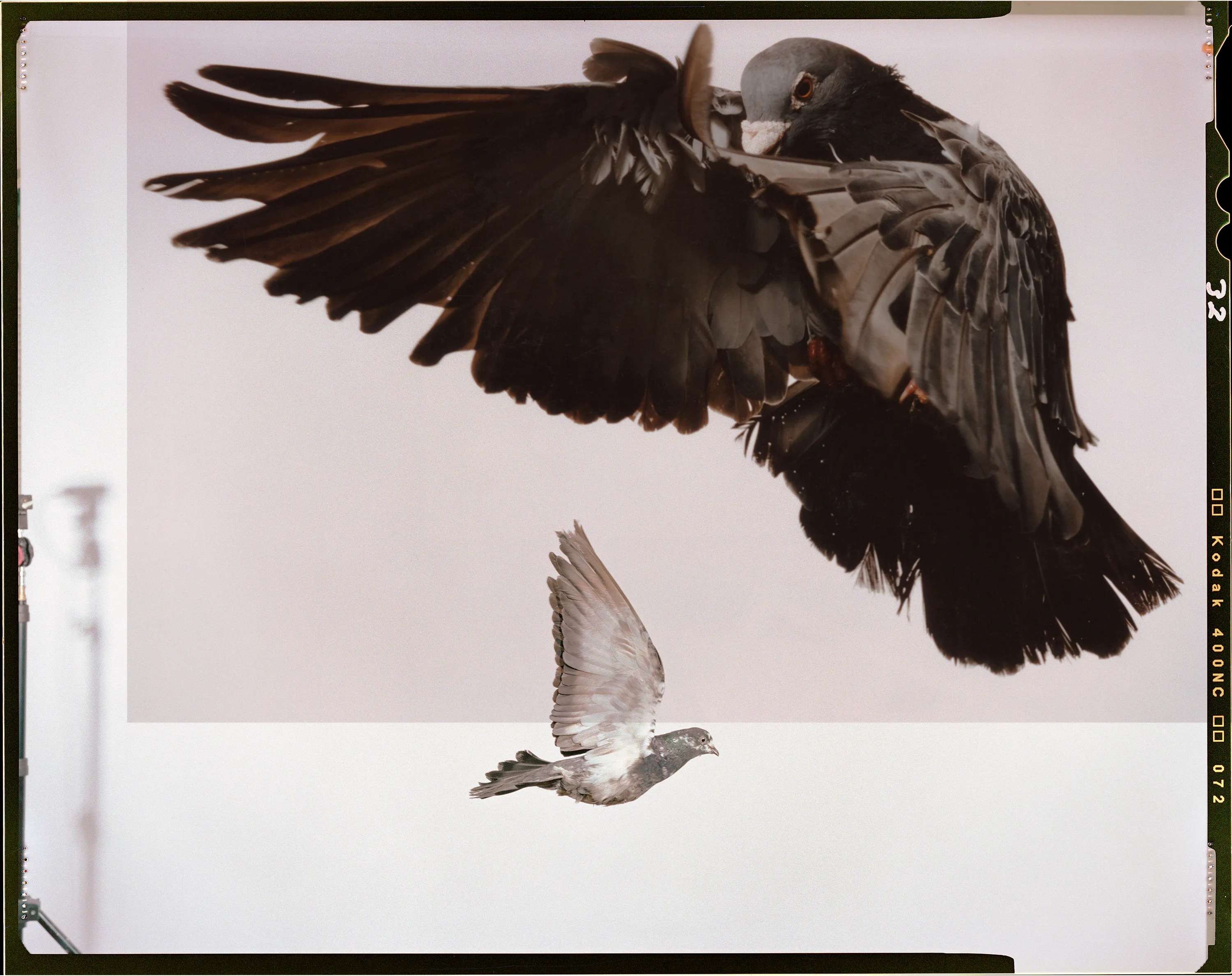 Roe Ethridge and [Zome.art](https://zome.art) present *22 Pigeons*, a collection of twenty-two new works derived from Ethridge’s iconic series of flying pigeons. 

To create these original works, Ethridge scanned and combined his analogue pigeon photographs from the early 2000s, resulting in a collection of visually dynamic digital collages. 

Living in New York City, Ethridge was interested in the ubiquity of pigeons. Using a high speed flash, he sought to capture them in a way that transcended their ordinariness. 

These new works will begin their life as NFTs, and were created specifically for Zome’s first drop.