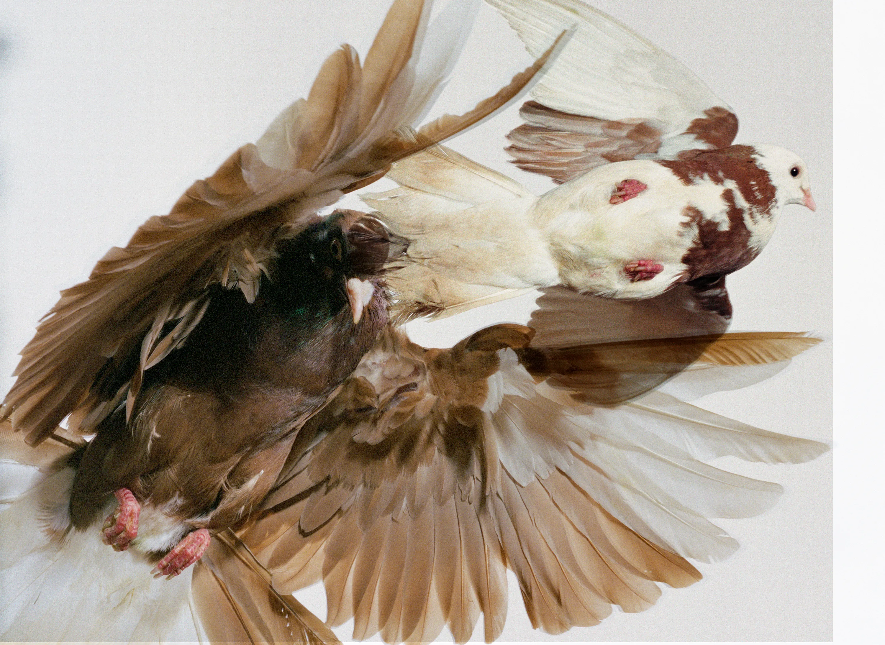 Roe Ethridge and [Zome.art](https://zome.art) present *22 Pigeons*, a collection of twenty-two new works derived from Ethridge’s iconic series of flying pigeons. 

To create these original works, Ethridge scanned and combined his analogue pigeon photographs from the early 2000s, resulting in a collection of visually dynamic digital collages. 

Living in New York City, Ethridge was interested in the ubiquity of pigeons. Using a high speed flash, he sought to capture them in a way that transcended their ordinariness. 

These new works will begin their life as NFTs, and were created specifically for Zome’s first drop.