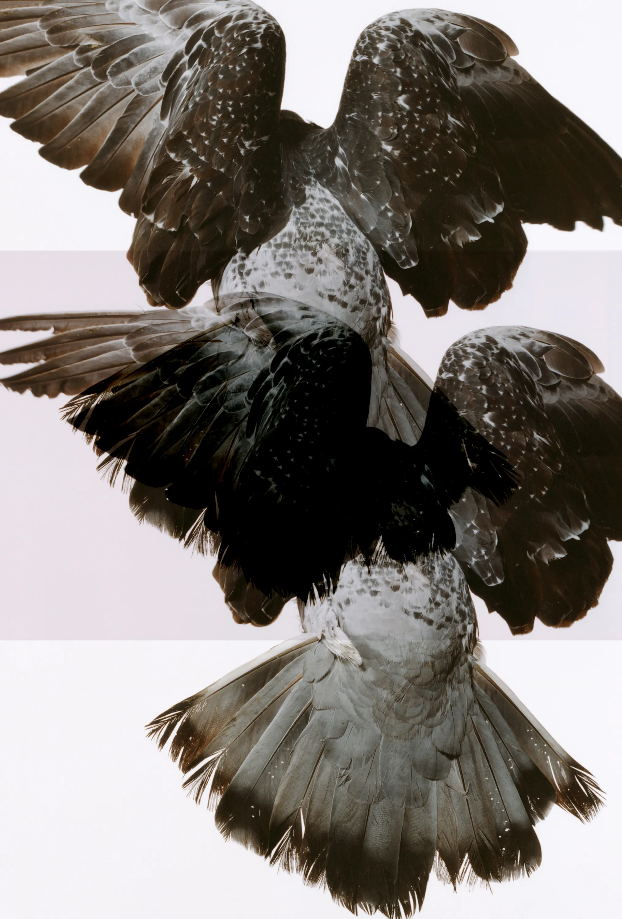 Roe Ethridge and [Zome.art](https://zome.art) present *22 Pigeons*, a collection of twenty-two new works derived from Ethridge’s iconic series of flying pigeons. 

To create these original works, Ethridge scanned and combined his analogue pigeon photographs from the early 2000s, resulting in a collection of visually dynamic digital collages. 

Living in New York City, Ethridge was interested in the ubiquity of pigeons. Using a high speed flash, he sought to capture them in a way that transcended their ordinariness. 

These new works will begin their life as NFTs, and were created specifically for Zome’s first drop.