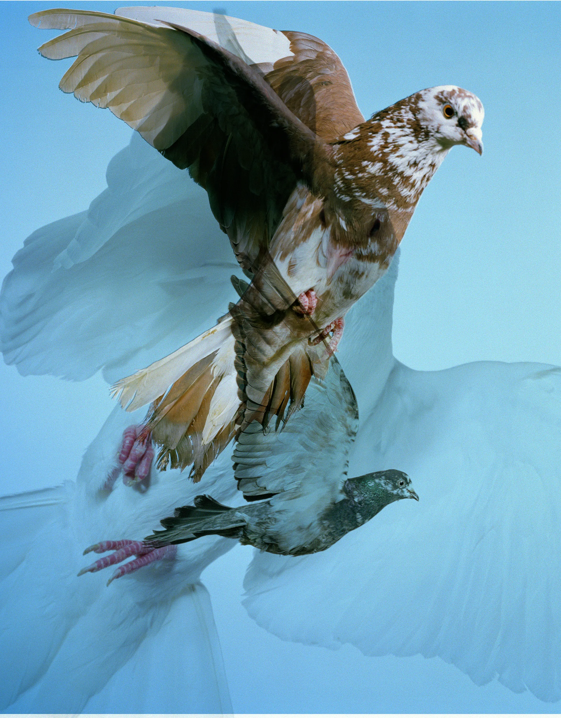 Roe Ethridge and [Zome.art](https://zome.art) present *22 Pigeons*, a collection of twenty-two new works derived from Ethridge’s iconic series of flying pigeons. 

To create these original works, Ethridge scanned and combined his analogue pigeon photographs from the early 2000s, resulting in a collection of visually dynamic digital collages. 

Living in New York City, Ethridge was interested in the ubiquity of pigeons. Using a high speed flash, he sought to capture them in a way that transcended their ordinariness.
