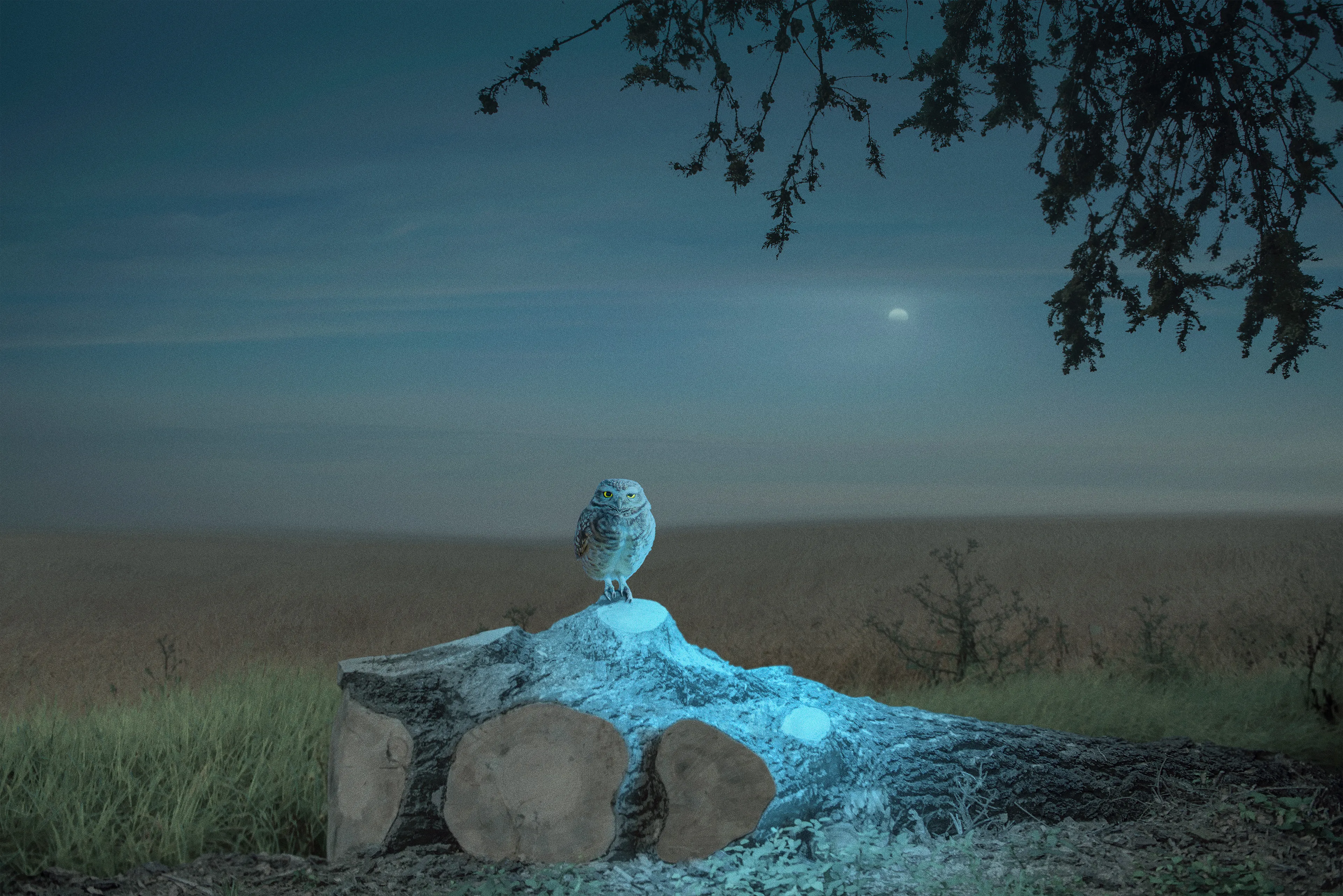 The philosopher Seneca said “loneliness is not being alone, but being empty” and that’s something I realized very young. Contrary to what most of us are taught, I believe being alone can be a good thing, and this notion is the basis for Solitude, which aims to explore feelings of lonesomeness in tandem with spiritual connections within the natural world.  
Each of these works function as a self-portrait, manifested as an animal, an atmosphere, and visual/emotional phrase, and sometimes simply myself. In each work I explore a moment of profound experience, scenes of wonder that seek to savor quiet moments of unexpected encounters.

Edition: 1 of 1