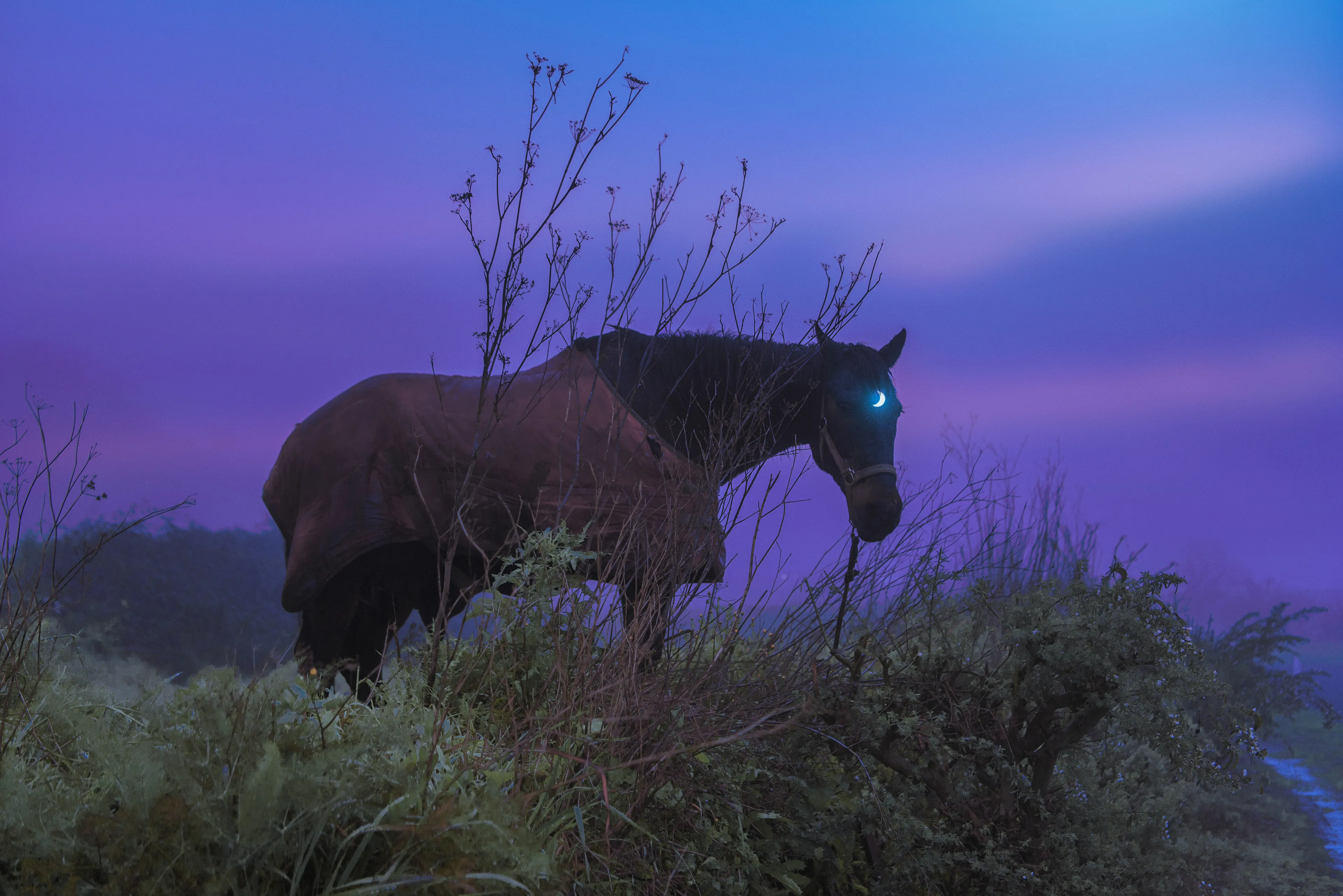 There’s solitude we choose and there’s solitude we don’t, the second one hurts. Especially when we see ourselves pushed to that situation by the circumstances, people we love or, like in this photograph, what should be our caretakers… Besides this analogy between this horse, left under the rain and tied with a short leash that I had the discomfort to photograph, and we humans, what really bothered me was to think how this horse should feel. Have you heard about learned helplessness? Imagine living a life resigned believing there’s nothing you can do to change your situation… At least, we have, oftentimes although it’s hard, the ability to get over situations, hard circumstances and emotions, even learn valuable lessons, but in this world we live in where animals are seen as if they were here to serve us, it leaves not too many options to this horse. I wanted to create a more loving, and actually realistic, image of how they should be perceived if they lived in a world where human beings were more connected to our emotions, empathy and compassion. It’s crazy to think that being the most evolved living being we don’t often use that evolution for the good. We still need to learn so much about love.

-

The philosopher Seneca said “loneliness is not being alone, but being empty” and that’s something I realized very young. Contrary to what most of us are taught, I believe being alone can be a good thing, and this notion is the basis for Solitude, which aims to explore feelings of lonesomeness in tandem with spiritual connections within the natural world.  
Each of these works function as a self-portrait, manifested as an animal, an atmosphere, and visual/emotional phrase, and sometimes simply myself. In each work I explore a moment of profound experience, scenes of wonder that seek to savor quiet moments of unexpected encounters.

Edition: 1 of 1