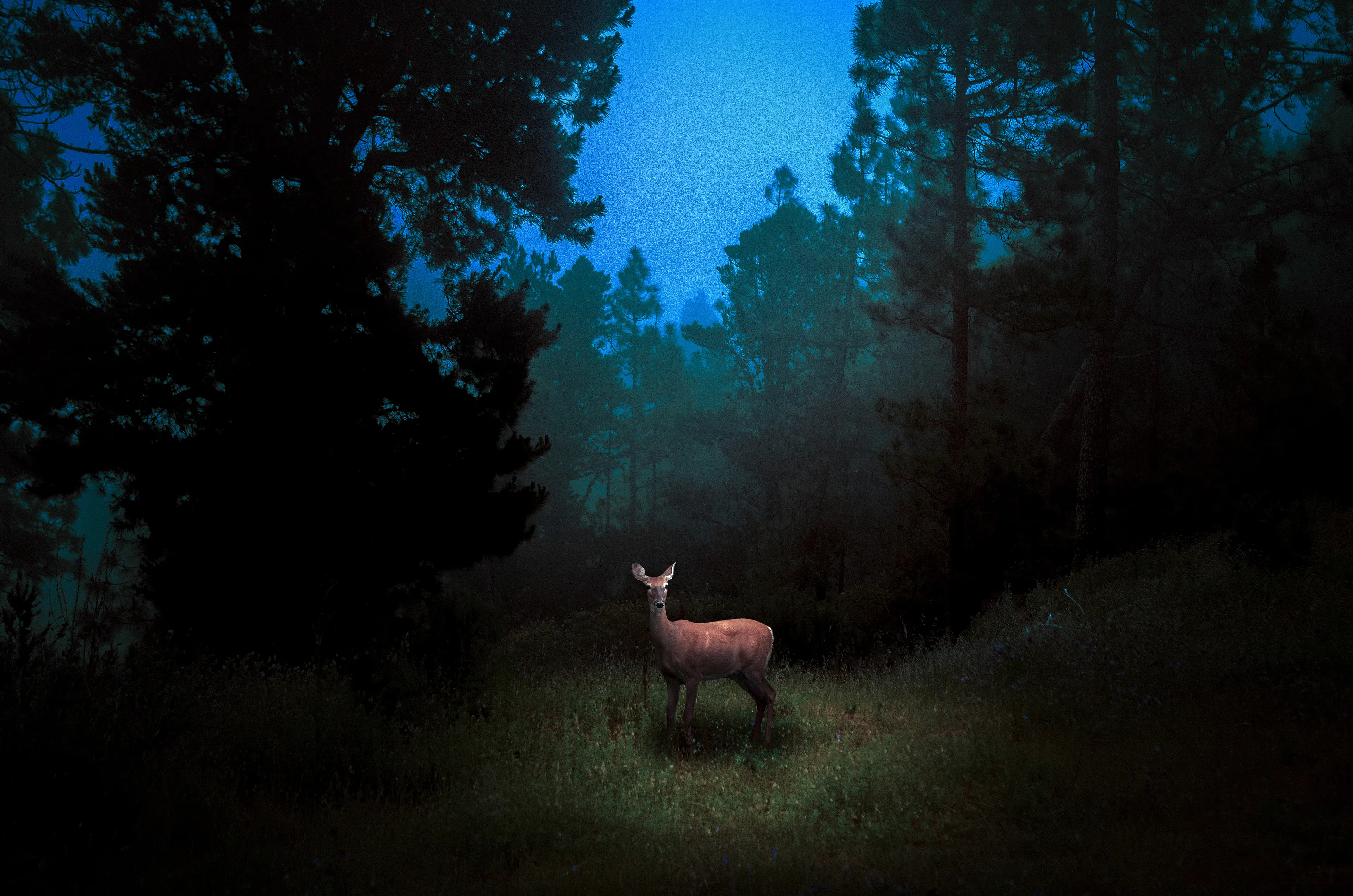 The philosopher Seneca said “loneliness is not being alone, but being empty” and that’s something I realized very young. Contrary to what most of us are taught, I believe being alone can be a good thing, and this notion is the basis for Solitude, which aims to explore feelings of lonesomeness in tandem with spiritual connections within the natural world.  
Each of these works function as a self-portrait, manifested as an animal, an atmosphere, and visual/emotional phrase, and sometimes simply myself. In each work I explore a moment of profound experience, scenes of wonder that seek to savor quiet moments of unexpected encounters.

Edition: 1 of 1
