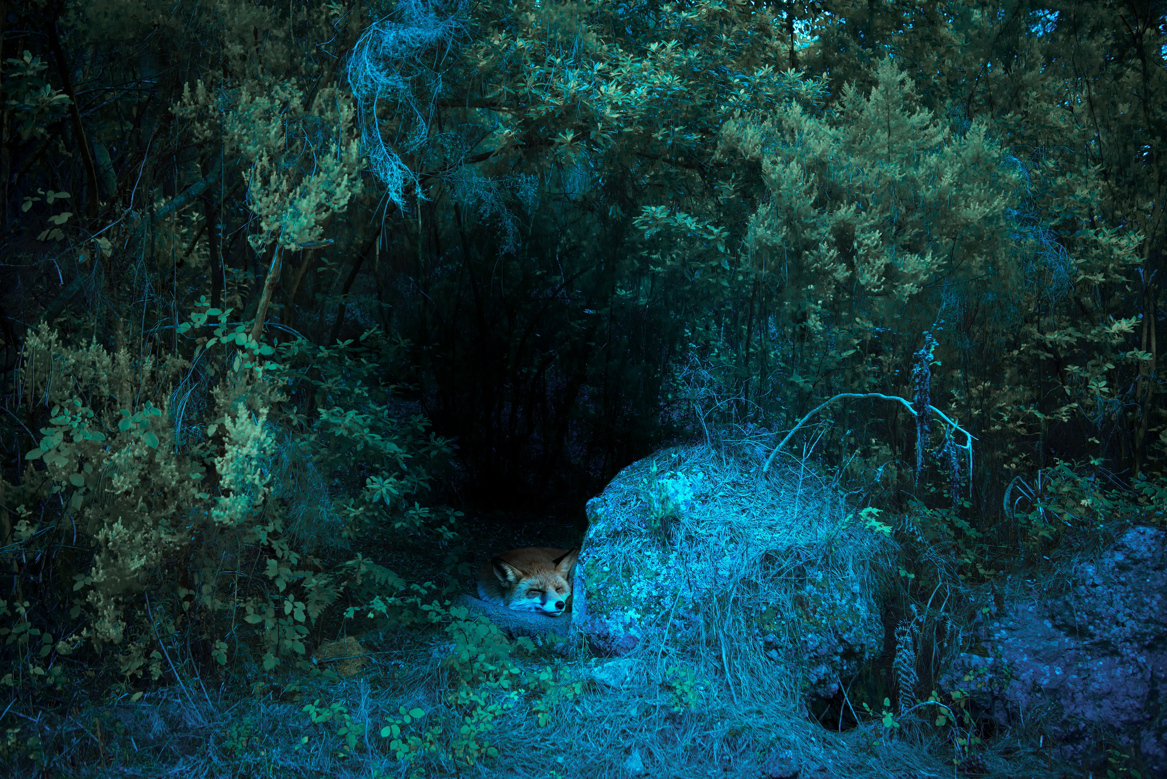 The forest make me feel safe.

-

The philosopher Seneca said “loneliness is not being alone, but being empty” and that’s something I realized very young. Contrary to what most of us are taught, I believe being alone can be a good thing, and this notion is the basis for Solitude, which aims to explore feelings of lonesomeness in tandem with spiritual connections within the natural world.  
Each of these works function as a self-portrait, manifested as an animal, an atmosphere, and visual/emotional phrase, and sometimes simply myself. In each work I explore a moment of profound experience, scenes of wonder that seek to savor quiet moments of unexpected encounters.

Edition: 1 of 1