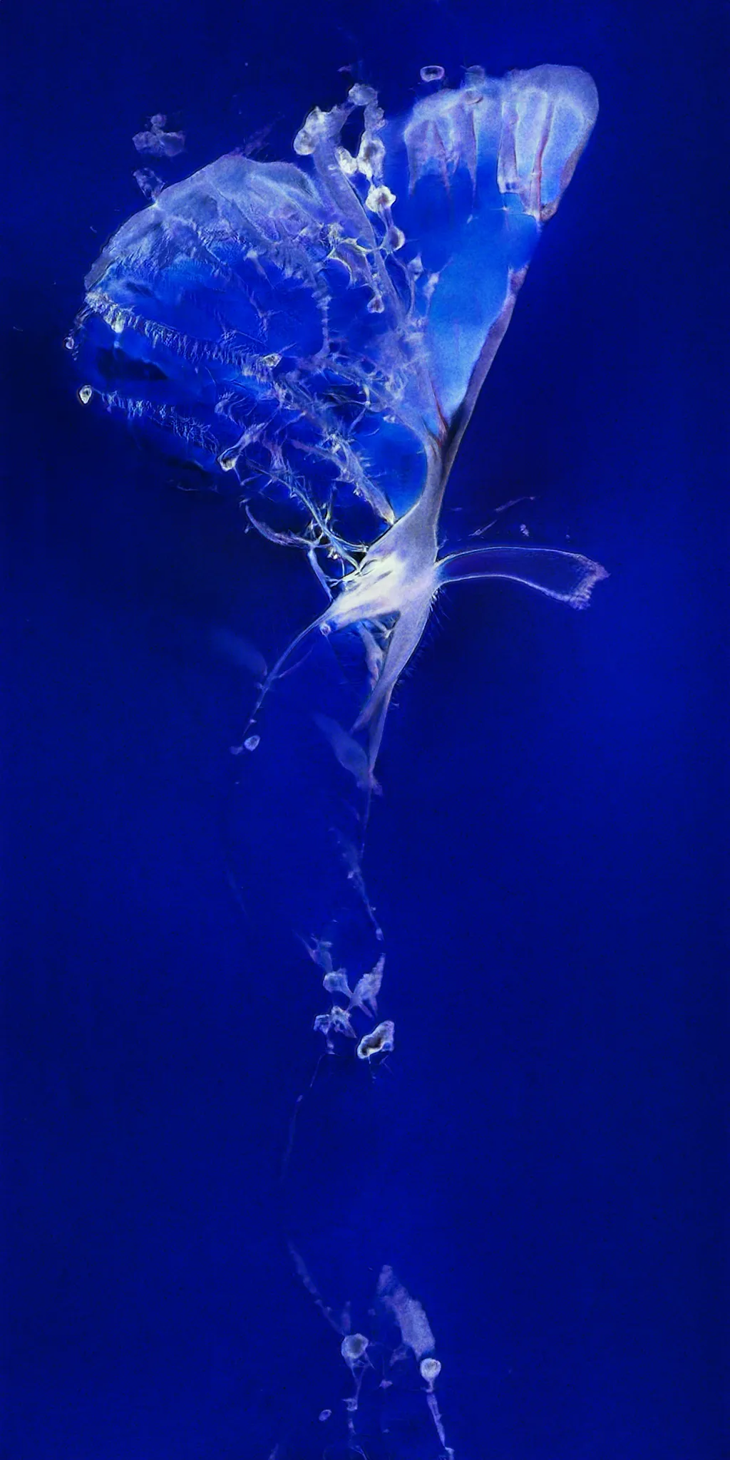 One collection created by 14 distinctive artists to highlight the current diversity of artistic outputs within the AI Collaborative Art movement. Featuring: Claire Silver, Pindar Van Arman, Roope Rainisto, All Technique No Passion, Sofia Crespo and Feileacan McCormick (Entangled Others), Gene Kogan, Nikolay Jetchev, Vadim Epstein, Obvious, HeavensLastAngel, Xander Steenbrugge, Dadabots, Devi Parikh, and Artemis.