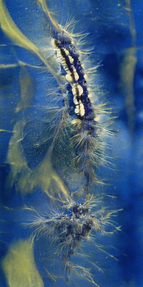 One collection created by 14 distinctive artists to highlight the current diversity of artistic outputs within the AI Collaborative Art movement. Featuring: Claire Silver, Pindar Van Arman, Roope Rainisto, All Technique No Passion, Sofia Crespo and Feileacan McCormick (Entangled Others), Gene Kogan, Nikolay Jetchev, Vadim Epstein, Obvious, HeavensLastAngel, Xander Steenbrugge, Dadabots, Devi Parikh, and Artemis.