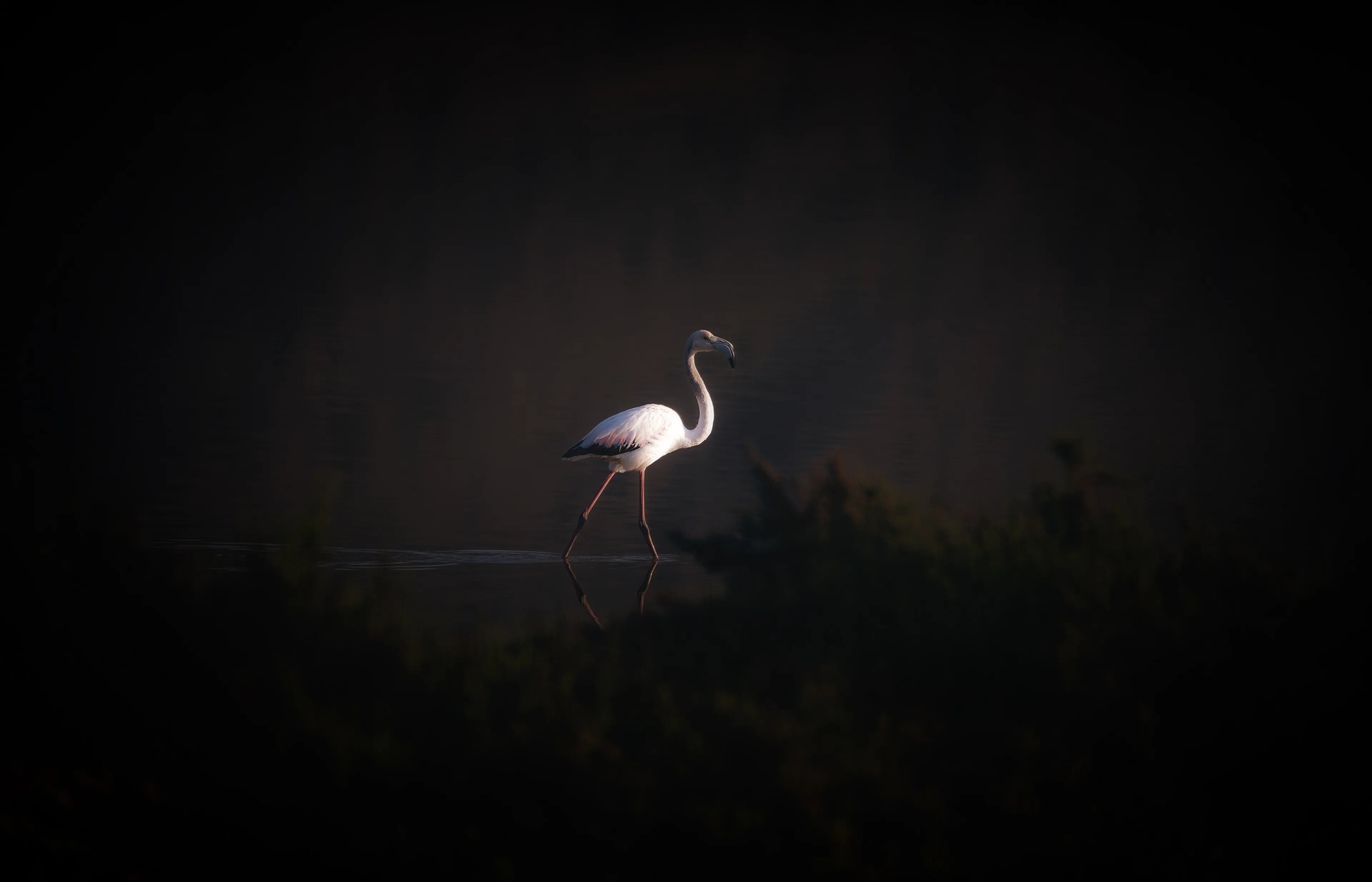 It walked as if carrying the weight of centuries, a lone sentinel crossing the still waters. There was no audience, no echo of wings around it... only the silence of a fading day. The flamingo’s presence felt almost out of place, like a relic left behind in a world too hurried to notice.

In its steps, you could read a kind of resilience, a quiet defiance against time and solitude. It wasn’t searching for anything; it simply was, a living reminder that beauty does not need noise, and grace does not ask for witness.

Perhaps that is why this kind of moments exist: to remind us that the rarest encounters happen in silence, when the world turns its face away. In the distance between its shadow and reflection lies a fragile truth... sometimes survival itself becomes an act of poetry.

As the photographer, I remember holding my breath, afraid even the smallest movement would break the spell. In that instant, I felt both invisible and deeply present, like the flamingo and I shared the same silence, the same fragile pause in time.