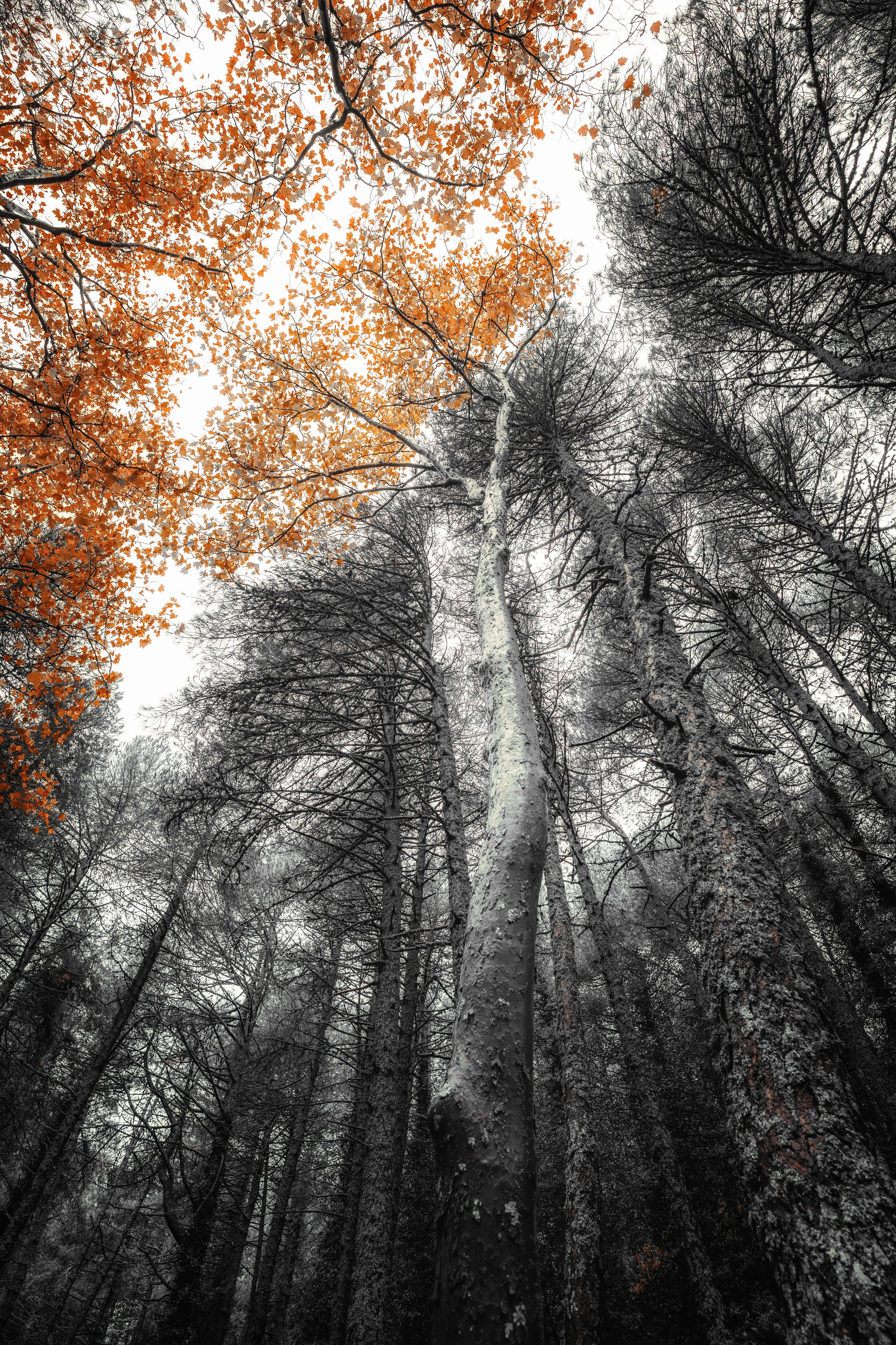 As I walked through the forest, I couldn't help but be struck by the contrast between the dead trees and the alive ones. The dead trees, with their withered branches and gnarled trunks, seem to speak of a life fully lived and now come to an end. They are a reminder of the impermanence of life. But even in their death, the dead trees hold a certain beauty and majesty. Their twisted trunks and outstretched branches seem to reach toward the sky, as if in a final, poignant gesture. They are a testament to the struggles and triumphs of a life fully lived.

In contrast, the alive trees filled me with a sense of hope and renewal. Their leaves rustle in the breeze, their branches reaching toward the sun in a constant quest for light and nourishment. They are a symbol of life and growth.

As I walked among the dead and alive trees, I couldn't help but feel a sense of catharsis. It allowed me to release and express my emotions, and to find a sense of renewal and hope in the face of the impermanence of life. It was a reminder and a testament to the beauty and majesty of the natural world.

Photo taken at Navalperal path, Jaén (November 2022)