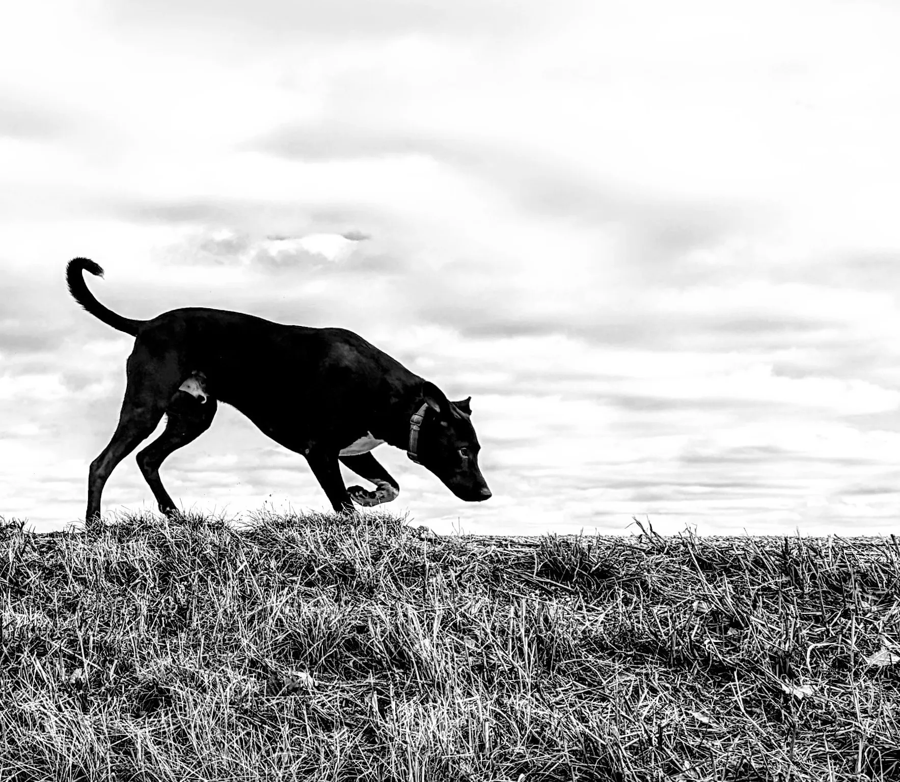 First!

The royalties debate rages on, but we are focused.