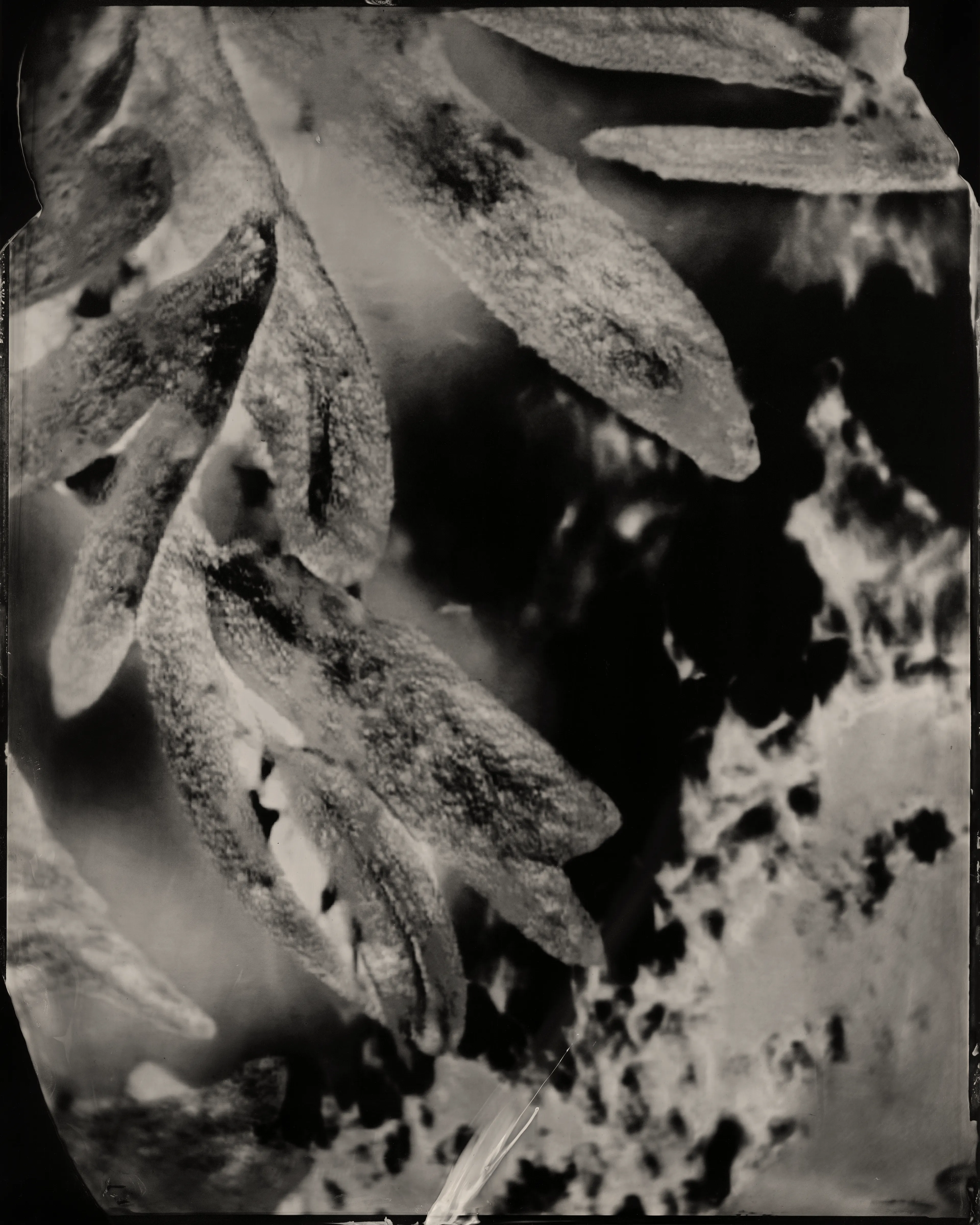 Technical Image #6  
2025 
Image (black and white)  
1/1

Casey REAS and Erika Weitz

Digital: 
7200 × 9000 pixels

Physical: 
Wet plate collodion on aluminum  
8 × 10 inches

Exhibited in Zero 10 @ Art Basel Miami Beach, 3 – 7 December 2025. Presented through bitforms gallery.

Technical Images is a collection of digital and physical images. Each is a digital file and physical artwork. The collector can receive both, or one can be archived by the artist. If a work is resold, the new collector is entitled to both the digital file and physical artwork.