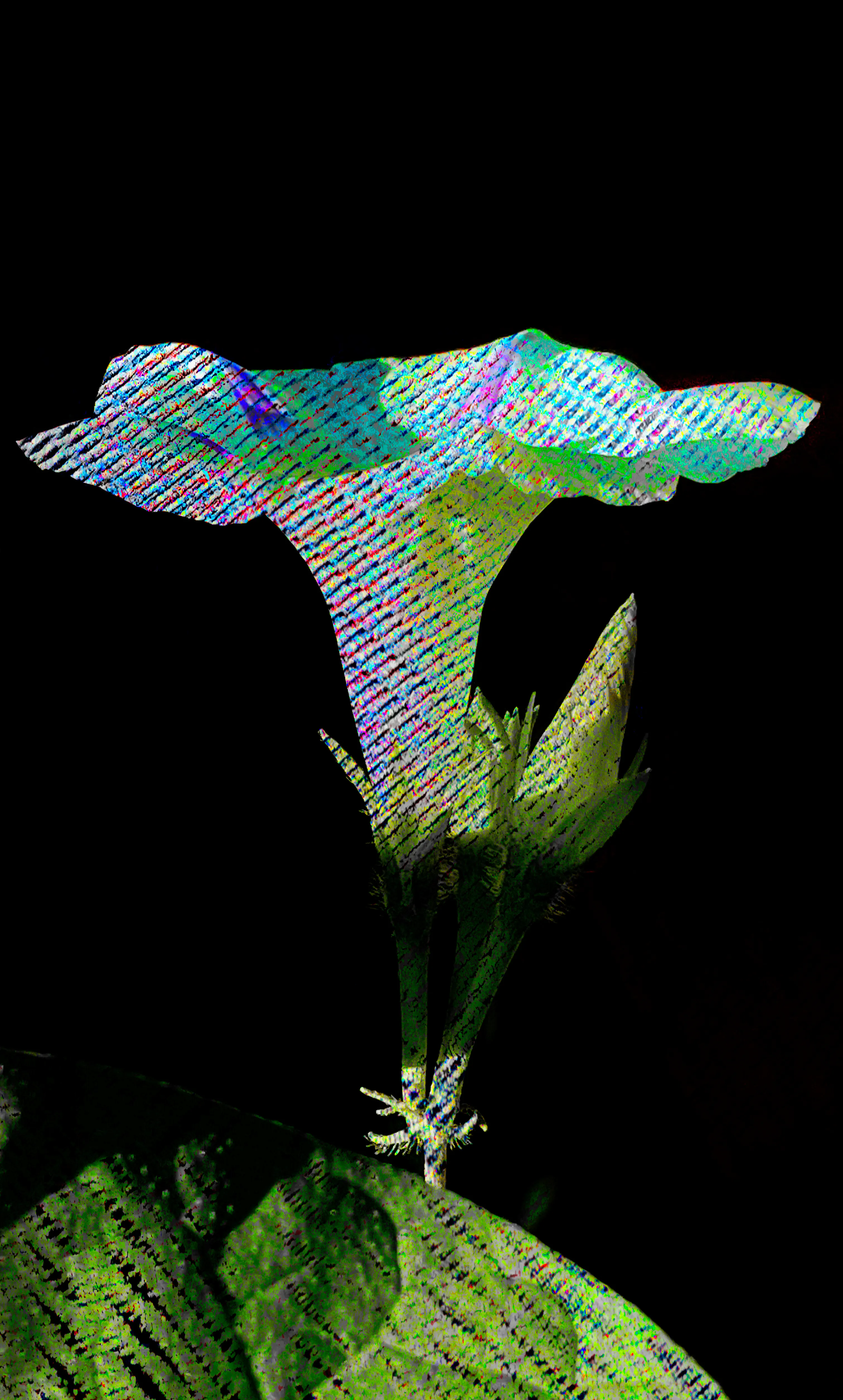 Metamorphosis of a Morning Glory.  When does she cease as captured by kindling of the digital? 3024 × 5023px