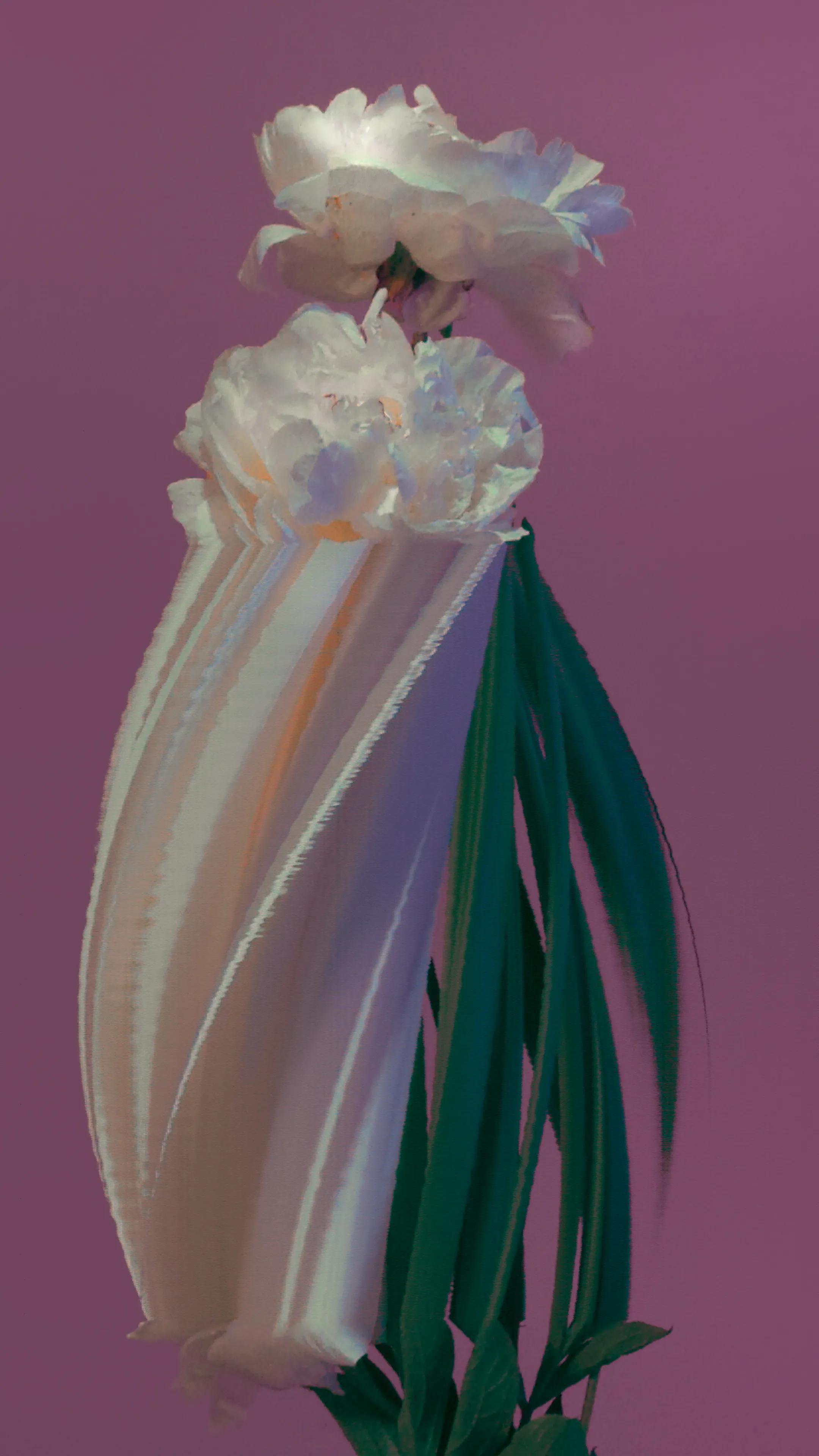 Peony (*paeonia lactiflora*)

1/1
jpeg, 2160 x 3840

Using slit scan and time remapping, the transformative colours and textures reveal a futuristic rendering of the botanicals; forming a surreal DNA-like helix structure as they bloom toward a reimagined future.

As the plants transform and mutate over time, the spectacle showcases new cosmic futures, inviting the audience to contemplate how these species morph, change, survive, and thrive over time.