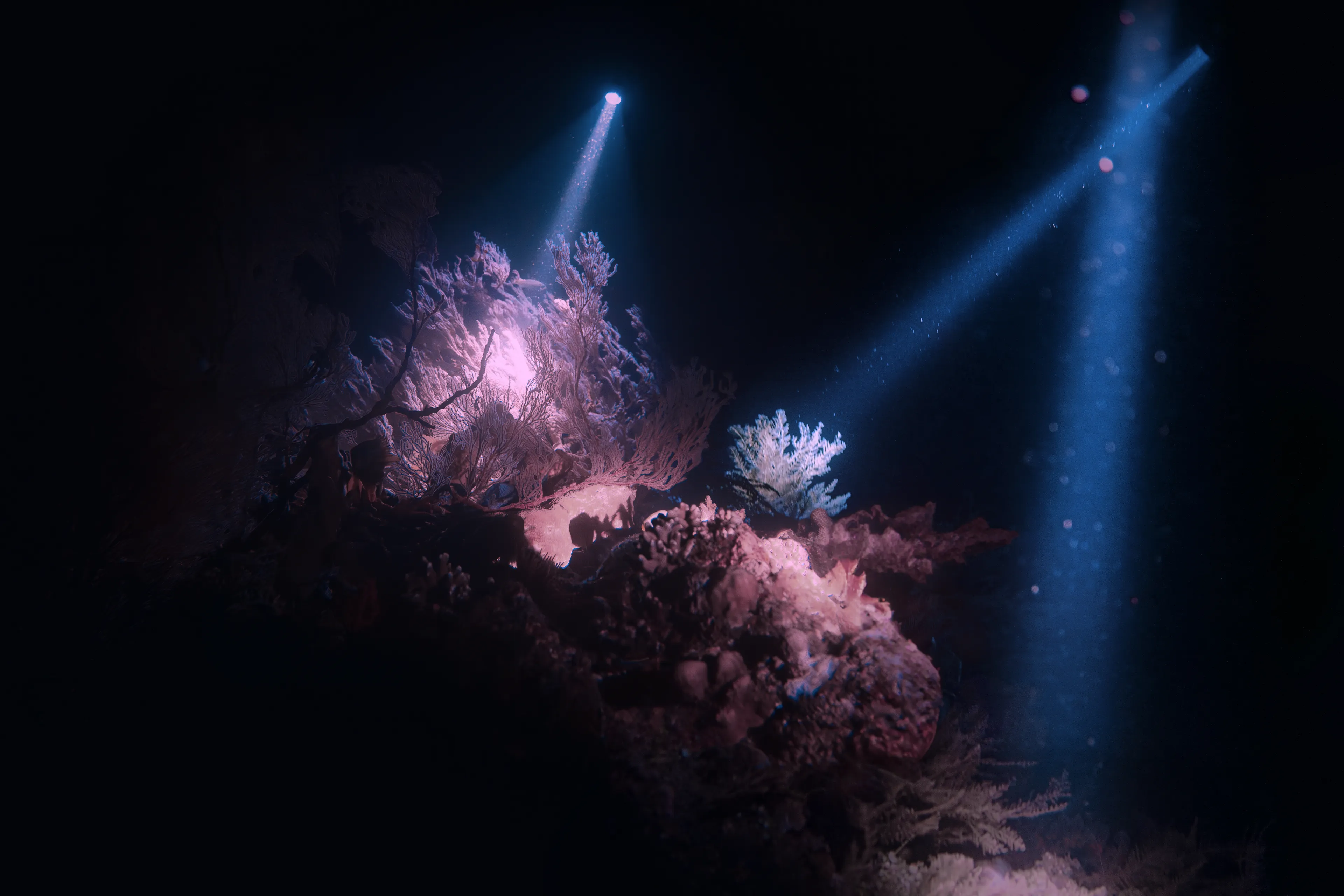 Oblique light disrupts uncharted grottos, unveiling branches of cosmic arteries.

'Paradox' by Gabriella Morton acknowledges contradictory constructs that sculpt the prism of our persona. The series unpacks prejudice and embraces irony within the ambiguous alchemy of nature versus nurture.