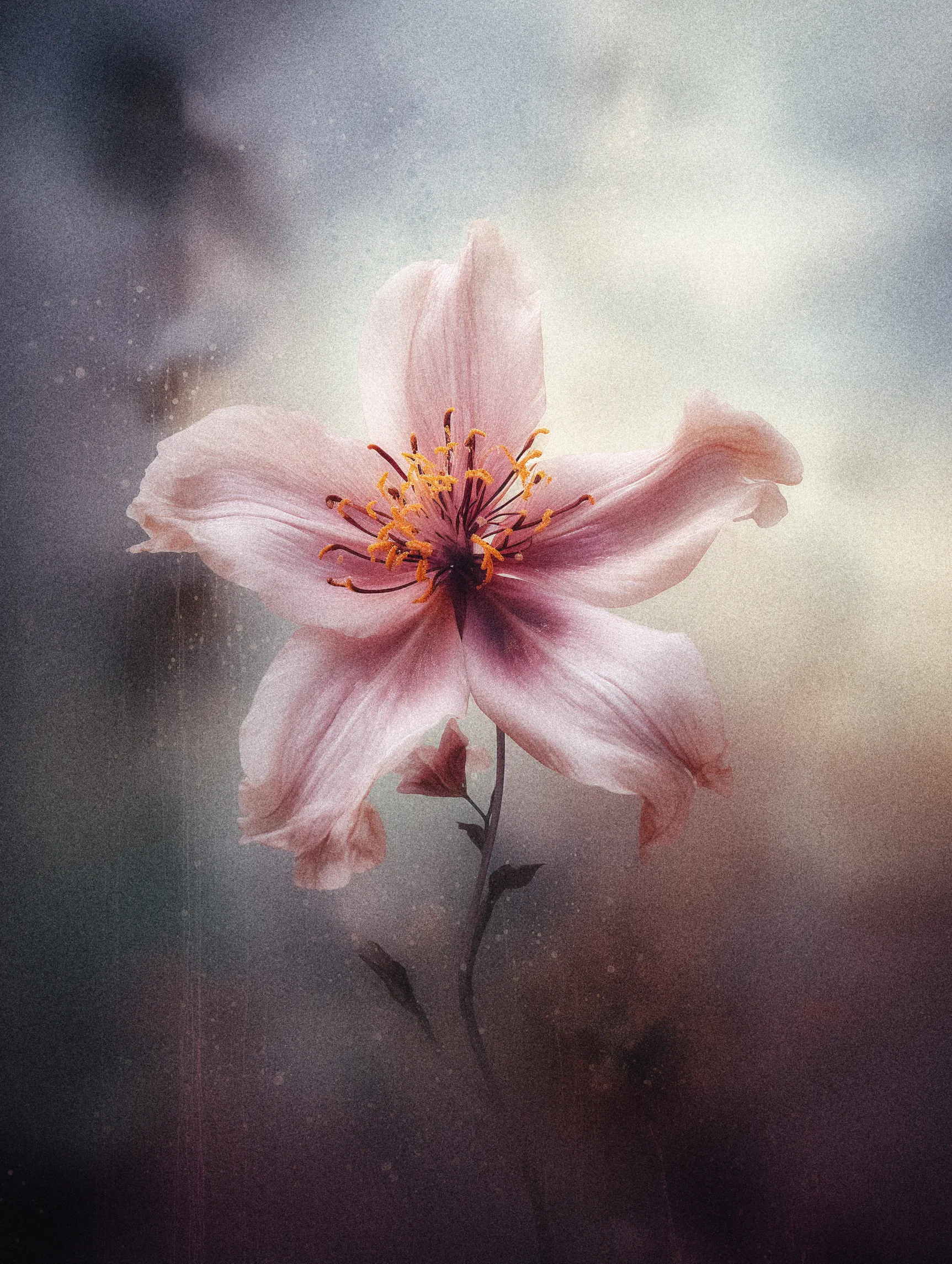 Long ago, when the garden was first whispered into existence, a single flower grew at its edge. They called it The Veil, for it stood where life and death brushed against one another.  
No one dared touch it. They said the flower was planted by shadows, watered by silence, and fed with the breath of those who never returned. To look upon it was to feel the pull of something vast and endless, a promise and a warning all at once.  
Legends tell that those who claimed The Veil could see beyond the world for a single heartbeat...yet they never looked the same again.