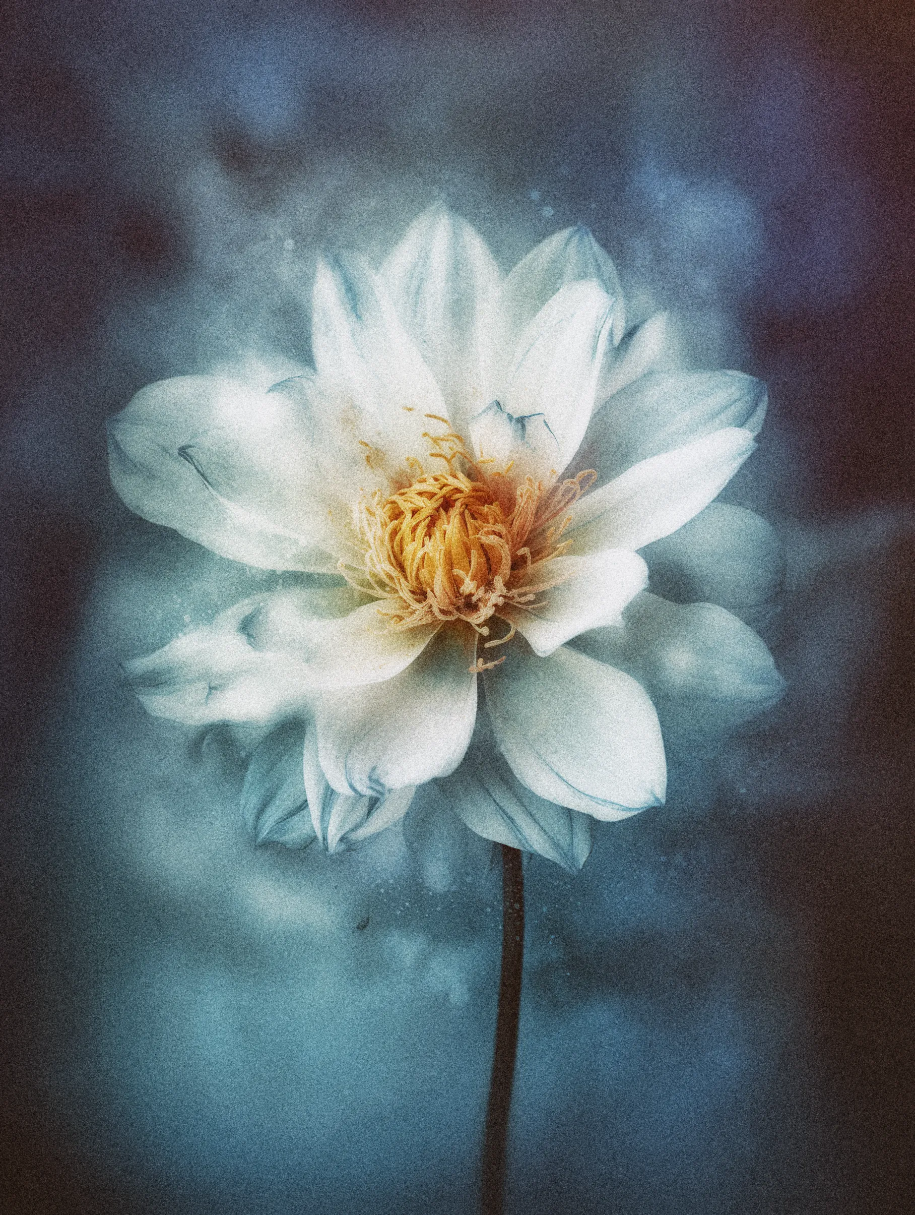 It is said The Gentle was born from an apology never spoken aloud. It bowed its head before it even knew the wind, carrying a weight of words that could not be released. Those who stand near it feel a hush in their chest, as if the garden itself were teaching them how to forgive.