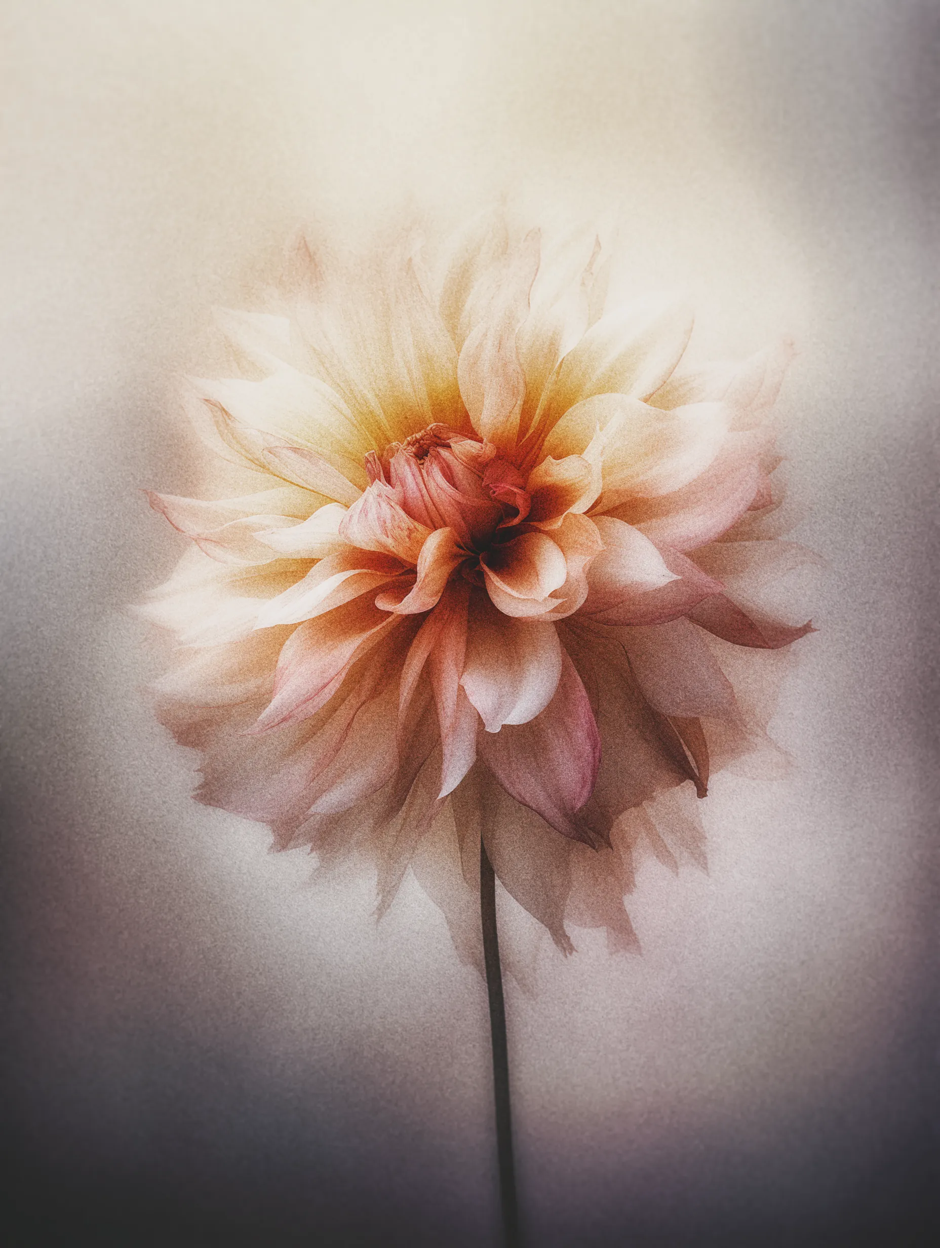 Long ago, when night refused to end, The Dawn was planted as a bargain with the dark. “One bloom,” the voice of the sky demanded, “to mark the moment light will always return.” And so it opens only once each day, at the exact border between shadow and fire, carrying the promise that morning will always find its way back.