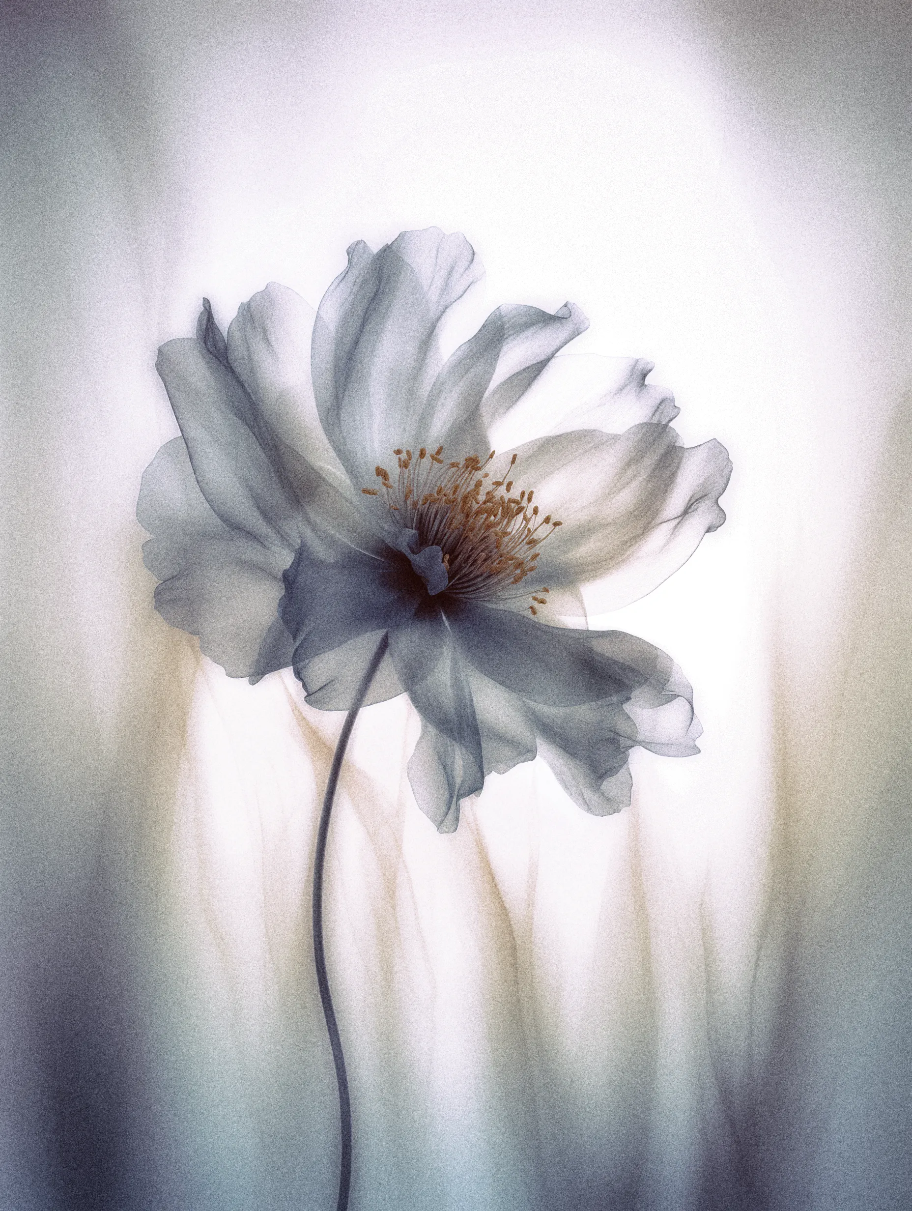 No one saw it appear. One morning it was simply there, as if sorrow itself had planted it in silence. The elders whisper it was woven from the sighs of those who could not cry. Its voice is faint, broken into pieces, like a dream retold by someone who has already forgotten half of it.