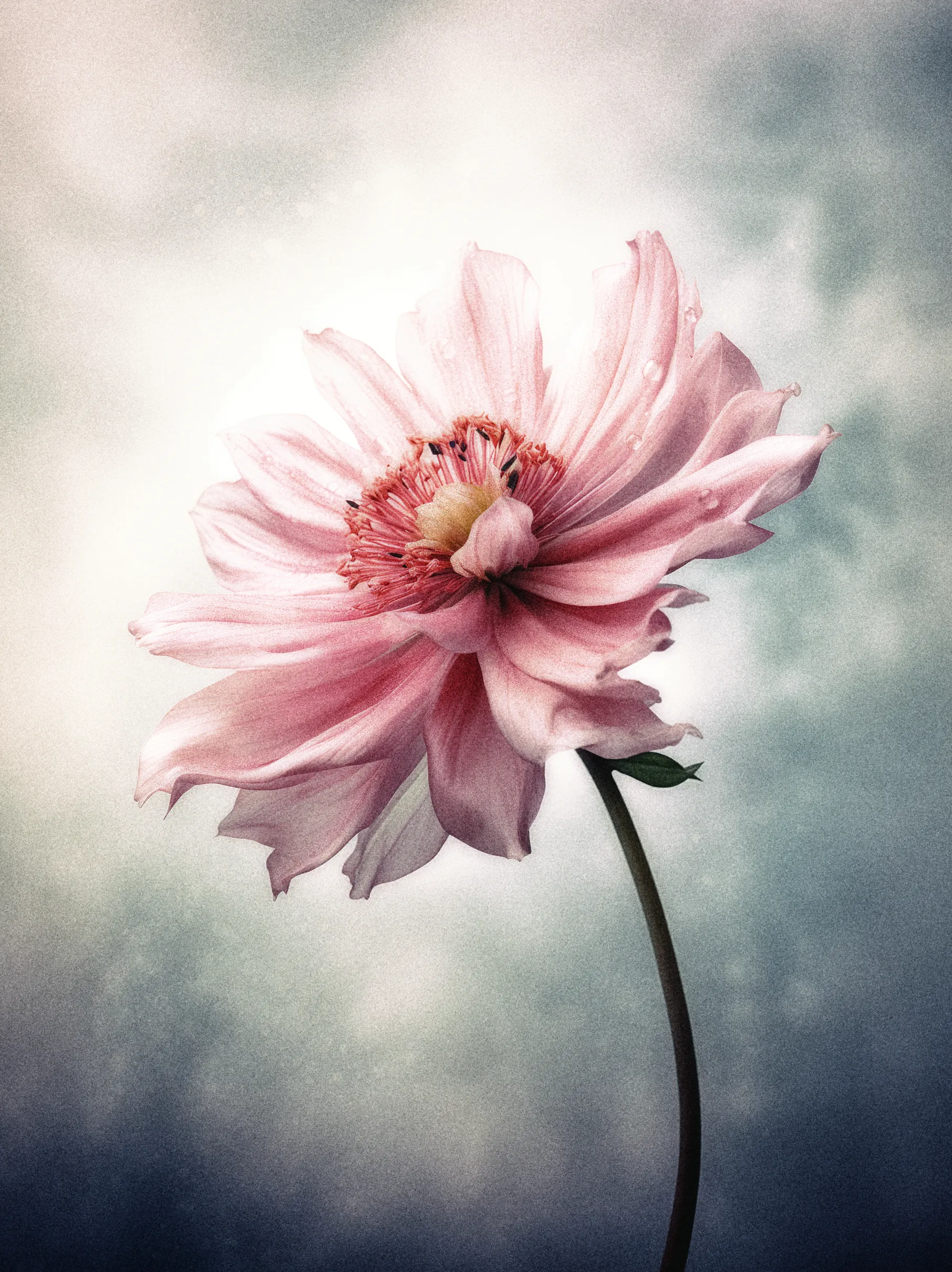 They say a rule was broken when this one sprouted. Where the garden bowed to order, The Rebel grew against it, choosing neither light nor shadow, but both. It is restless, untamed, and never silent. To hear its tale is to know that disobedience, too, has a kind of bloom—one that survives because it refuses to surrender.