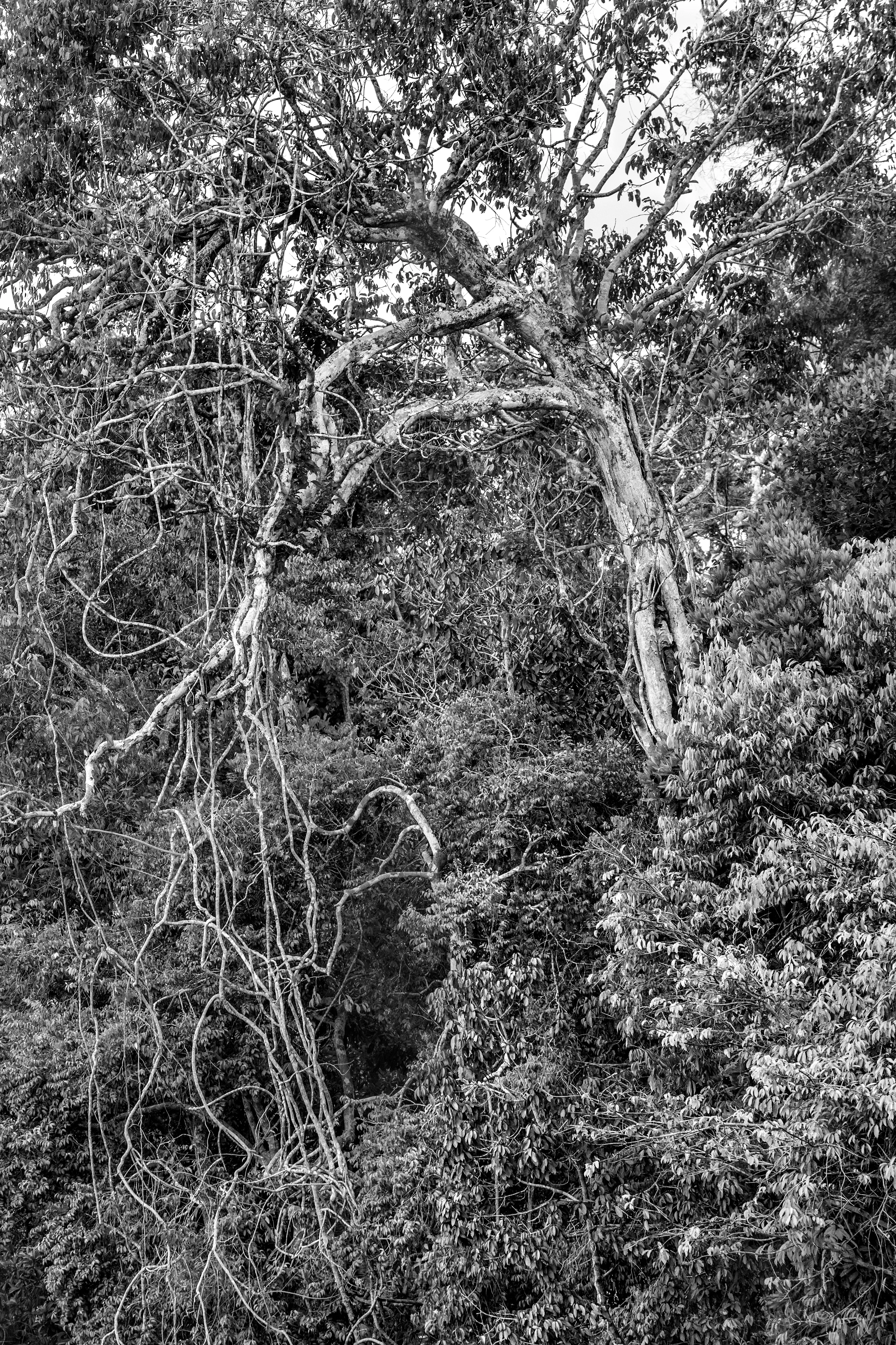 For centuries after Portugal colonized Brazil, the Amazon rainforest was nicknamed the Green Hell, an impenetrable rain-sodden jungle that offered only danger to outsiders. Many expeditions, above all those hoping to find gold in the mythical lost city of El Dorado, never returned. Some may have been killed by hostile native tribes or died of snake bites or starvation, but a surprisingly large number of explorers chose to settle down with indigenous tribes and share their bucolic way of life. Today, the rainforest is viewed more benignly, sometimes even romantically, as the Green Paradise, more often simply as an extraordinary treasure of nature, one with the planet's largest concentration of botanical species, including some 16,000 species of trees and innumerable plants with remarkable medicinal potential. Further, this unparalleled concentration of vegetation absorbs greenhouse gases and breathes out oxygen. It also offers a traditionally secure home to hundreds of indigenous tribes, some of whom have never had contact with the outside world.