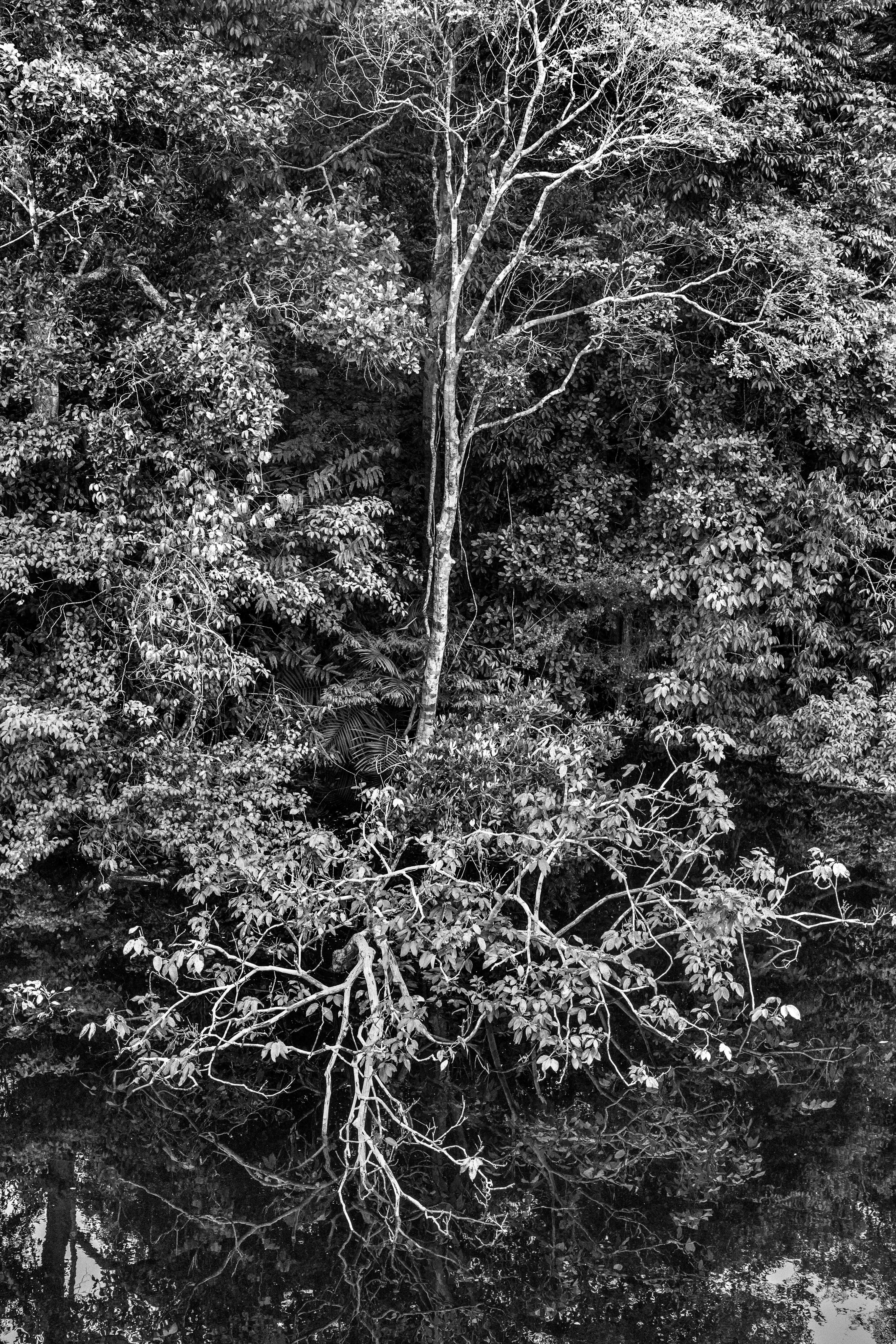 For centuries after Portugal colonized Brazil, the Amazon rainforest was nicknamed the Green Hell, an impenetrable rain-sodden jungle that offered only danger to outsiders. Many expeditions, above all those hoping to find gold in the mythical lost city of El Dorado, never returned. Some may have been killed by hostile native tribes or died of snake bites or starvation, but a surprisingly large number of explorers chose to settle down with indigenous tribes and share their bucolic way of life. Today, the rainforest is viewed more benignly, sometimes even romantically, as the Green Paradise, more often simply as an extraordinary treasure of nature, one with the planet's largest concentration of botanical species, including some 16,000 species of trees and innumerable plants with remarkable medicinal potential. Further, this unparalleled concentration of vegetation absorbs greenhouse gases and breathes out oxygen. It also offers a traditionally secure home to hundreds of indigenous tribes, some of whom have never had contact with the outside world.