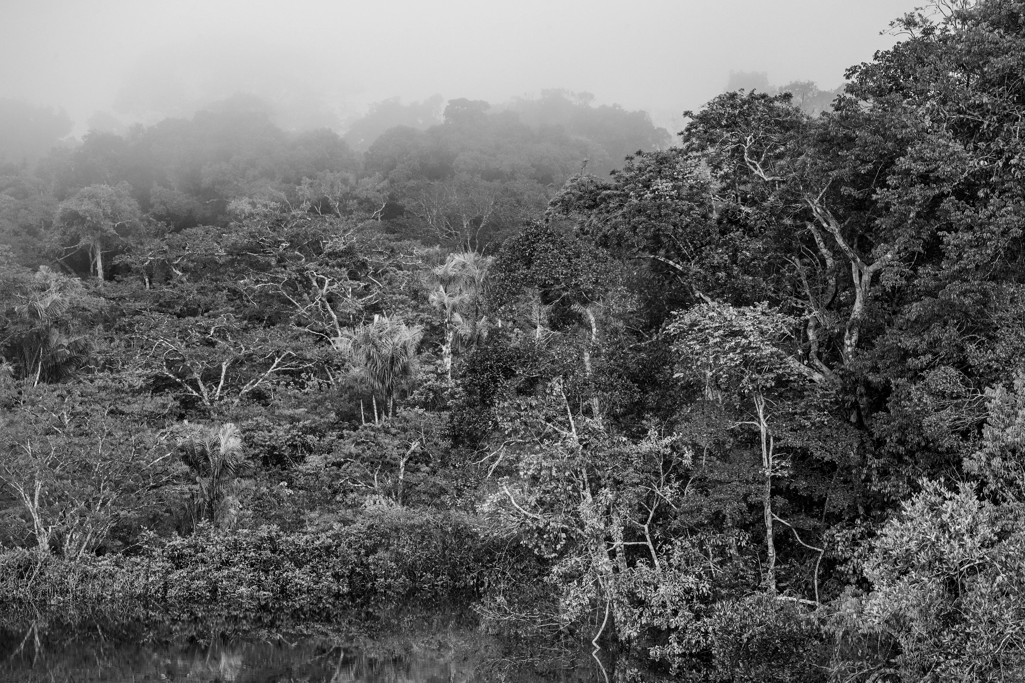 For centuries after Portugal colonized Brazil, the Amazon rainforest was nicknamed the Green Hell, an impenetrable rain-sodden jungle that offered only danger to outsiders. Many expeditions, above all those hoping to find gold in the mythical lost city of El Dorado, never returned. Some may have been killed by hostile native tribes or died of snake bites or starvation, but a surprisingly large number of explorers chose to settle down with indigenous tribes and share their bucolic way of life. Today, the rainforest is viewed more benignly, sometimes even romantically, as the Green Paradise, more often simply as an extraordinary treasure of nature, one with the planet's largest concentration of botanical species, including some 16,000 species of trees and innumerable plants with remarkable medicinal potential. Further, this unparalleled concentration of vegetation absorbs greenhouse gases and breathes out oxygen. It also offers a traditionally secure home to hundreds of indigenous tribes, some of whom have never had contact with the outside world.