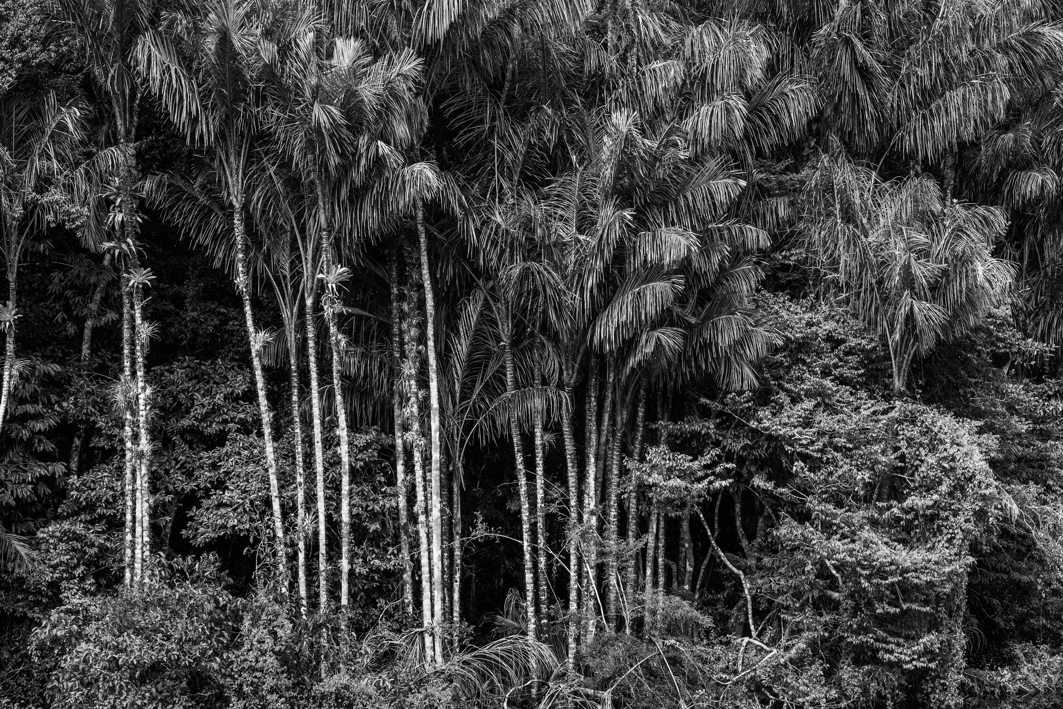 For centuries after Portugal colonized Brazil, the Amazon rainforest was nicknamed the Green Hell, an impenetrable rain-sodden jungle that offered only danger to outsiders. Many expeditions, above all those hoping to find gold in the mythical lost city of El Dorado, never returned. Some may have been killed by hostile native tribes or died of snake bites or starvation, but a surprisingly large number of explorers chose to settle down with indigenous tribes and share their bucolic way of life. Today, the rainforest is viewed more benignly, sometimes even romantically, as the Green Paradise, more often simply as an extraordinary treasure of nature, one with the planet's largest concentration of botanical species, including some 16,000 species of trees and innumerable plants with remarkable medicinal potential. Further, this unparalleled concentration of vegetation absorbs greenhouse gases and breathes out oxygen. It also offers a traditionally secure home to hundreds of indigenous tribes, some of whom have never had contact with the outside world.