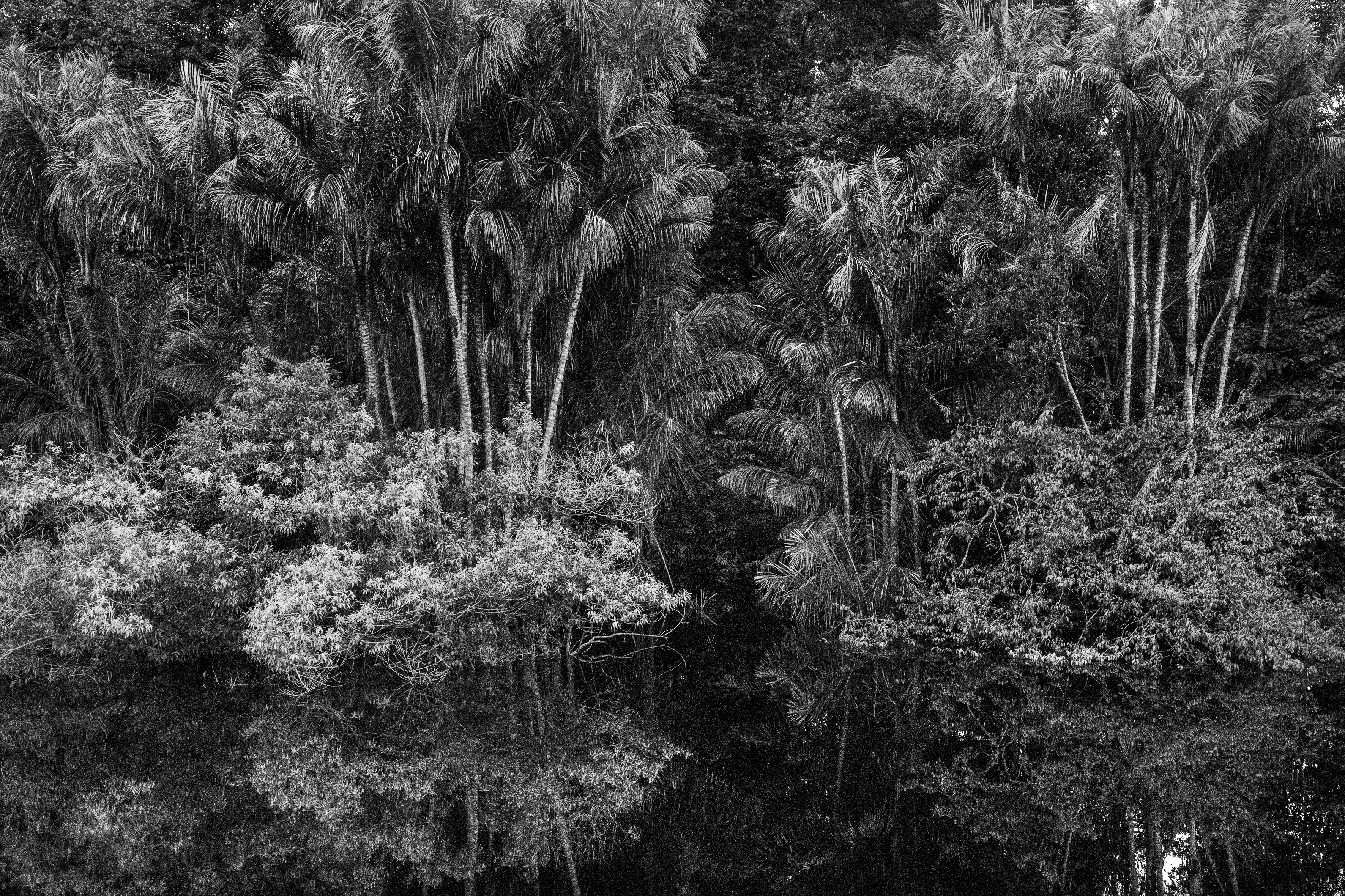 For centuries after Portugal colonized Brazil, the Amazon rainforest was nicknamed the Green Hell, an impenetrable rain-sodden jungle that offered only danger to outsiders. Many expeditions, above all those hoping to find gold in the mythical lost city of El Dorado, never returned. Some may have been killed by hostile native tribes or died of snake bites or starvation, but a surprisingly large number of explorers chose to settle down with indigenous tribes and share their bucolic way of life. Today, the rainforest is viewed more benignly, sometimes even romantically, as the Green Paradise, more often simply as an extraordinary treasure of nature, one with the planet's largest concentration of botanical species, including some 16,000 species of trees and innumerable plants with remarkable medicinal potential. Further, this unparalleled concentration of vegetation absorbs greenhouse gases and breathes out oxygen. It also offers a traditionally secure home to hundreds of indigenous tribes, some of whom have never had contact with the outside world.
