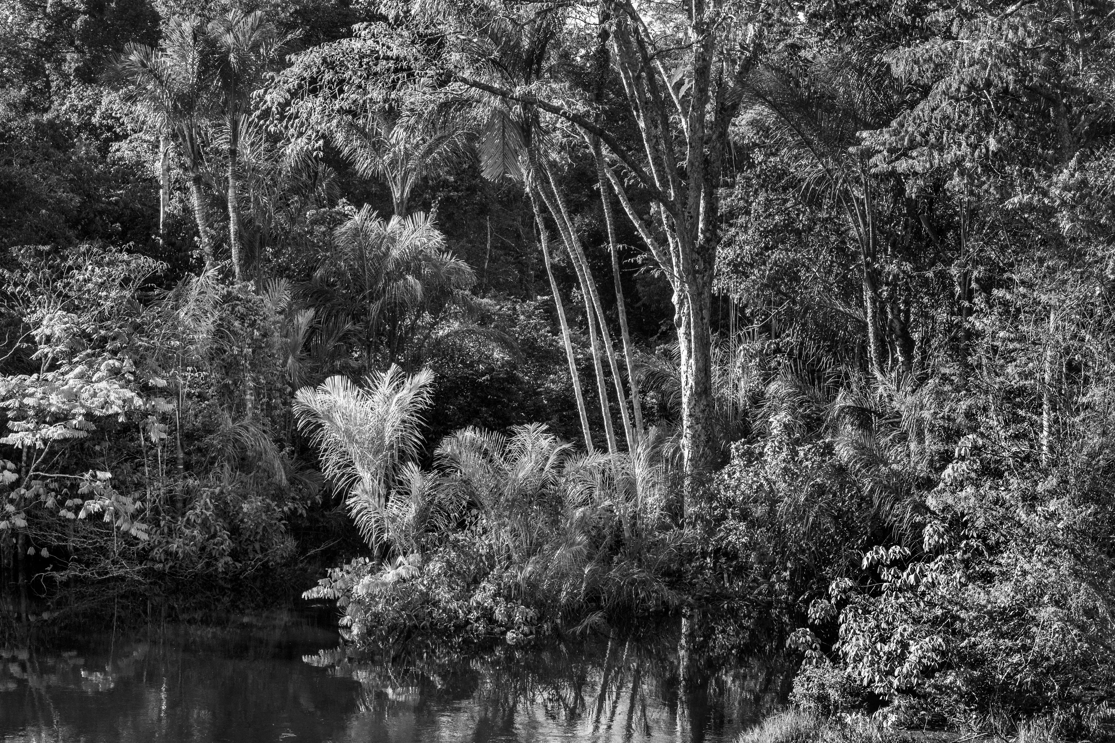 For centuries after Portugal colonized Brazil, the Amazon rainforest was nicknamed the Green Hell, an impenetrable rain-sodden jungle that offered only danger to outsiders. Many expeditions, above all those hoping to find gold in the mythical lost city of El Dorado, never returned. Some may have been killed by hostile native tribes or died of snake bites or starvation, but a surprisingly large number of explorers chose to settle down with indigenous tribes and share their bucolic way of life. Today, the rainforest is viewed more benignly, sometimes even romantically, as the Green Paradise, more often simply as an extraordinary treasure of nature, one with the planet's largest concentration of botanical species, including some 16,000 species of trees and innumerable plants with remarkable medicinal potential. Further, this unparalleled concentration of vegetation absorbs greenhouse gases and breathes out oxygen. It also offers a traditionally secure home to hundreds of indigenous tribes, some of whom have never had contact with the outside world.