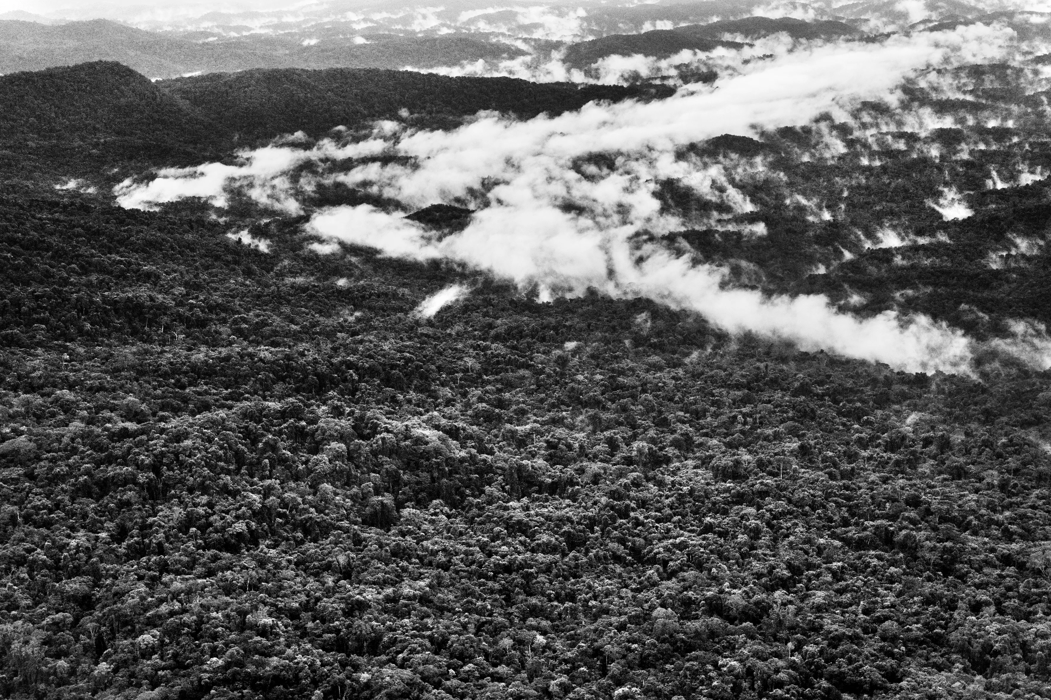 It is only possible to grasp the true dimension of the Amazon forest from space, occupying as it does one-third of the South American continent, an area larger than the entire European Union. Not marked are the land borders of the nine countries that share this ecosystem, although by far the largest part of the territory—over 60 percent—lies inside Brazil. At the heart of this extravaganza of nature is the Amazon River which, fed by some 1,100 tributaries, including 17 over 1,500 kilometers (930 miles) long, disgorges 20 percent of the world's freshwater when it finally enters the Atlantic Ocean. The rainforest also plays a crucial role in slowing climate change, notably as what is known as a "carbon sink." Put simply, every year its trees absorb around two billion tons of carbon dioxide, equivalent to five percent of total emission of greenhouse gases driving global warming. At the same time, the forest not only produces an important portion of the oxygen we breathe, but it also determines how much rain is delivered to other regions of South America and beyond. Nonetheless, with at least 17.25% of the biomass already cut down, the fear is that deforestation may soon reach "a point of no return" where the biome cannot recover, turning large areas of forest into tropical savannas.