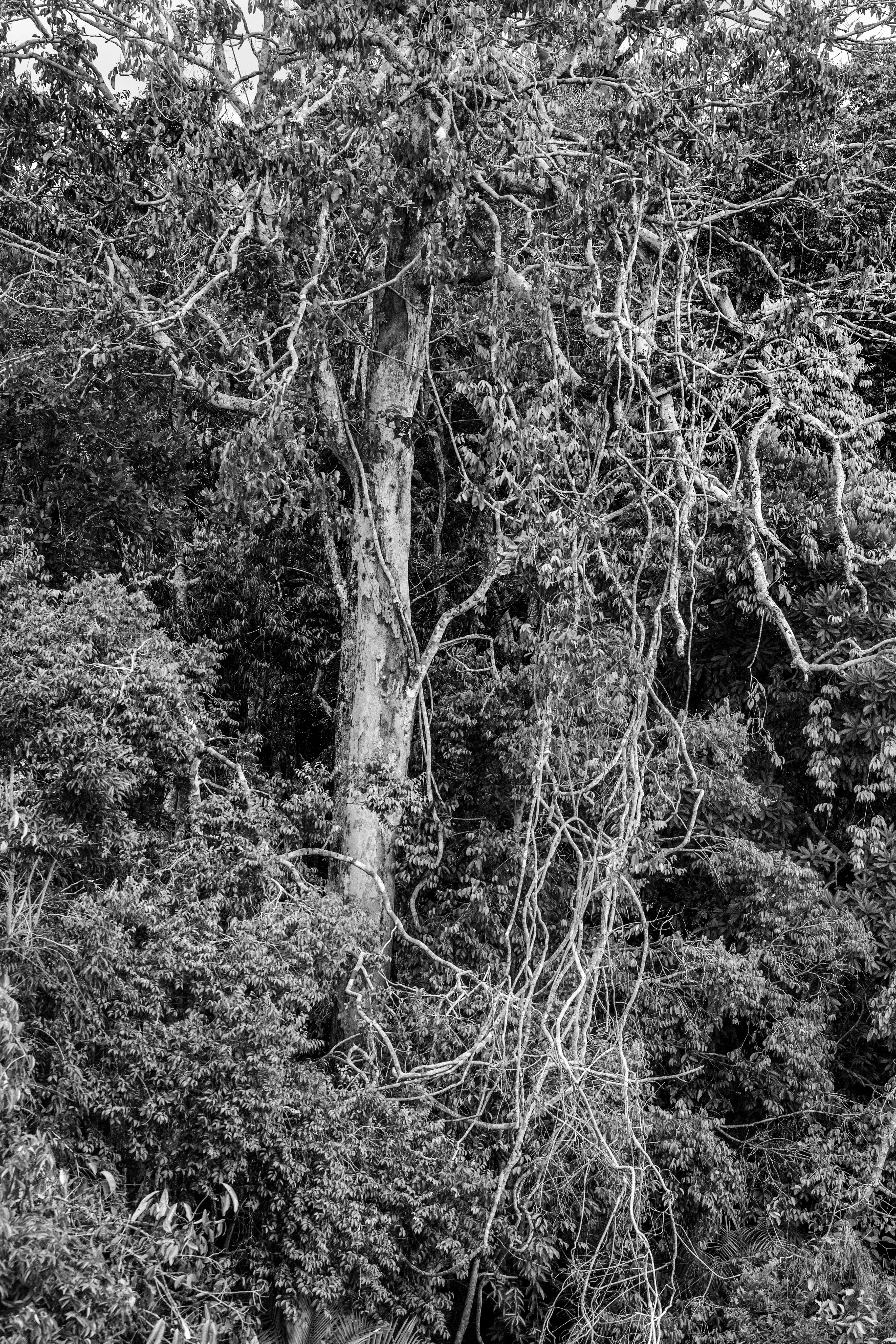 For centuries after Portugal colonized Brazil, the Amazon rainforest was nicknamed the Green Hell, an impenetrable rain-sodden jungle that offered only danger to outsiders. Many expeditions, above all those hoping to find gold in the mythical lost city of El Dorado, never returned. Some may have been killed by hostile native tribes or died of snake bites or starvation, but a surprisingly large number of explorers chose to settle down with indigenous tribes and share their bucolic way of life. Today, the rainforest is viewed more benignly, sometimes even romantically, as the Green Paradise, more often simply as an extraordinary treasure of nature, one with the planet's largest concentration of botanical species, including some 16,000 species of trees and innumerable plants with remarkable medicinal potential. Further, this unparalleled concentration of vegetation absorbs greenhouse gases and breathes out oxygen. It also offers a traditionally secure home to hundreds of indigenous tribes, some of whom have never had contact with the outside world.