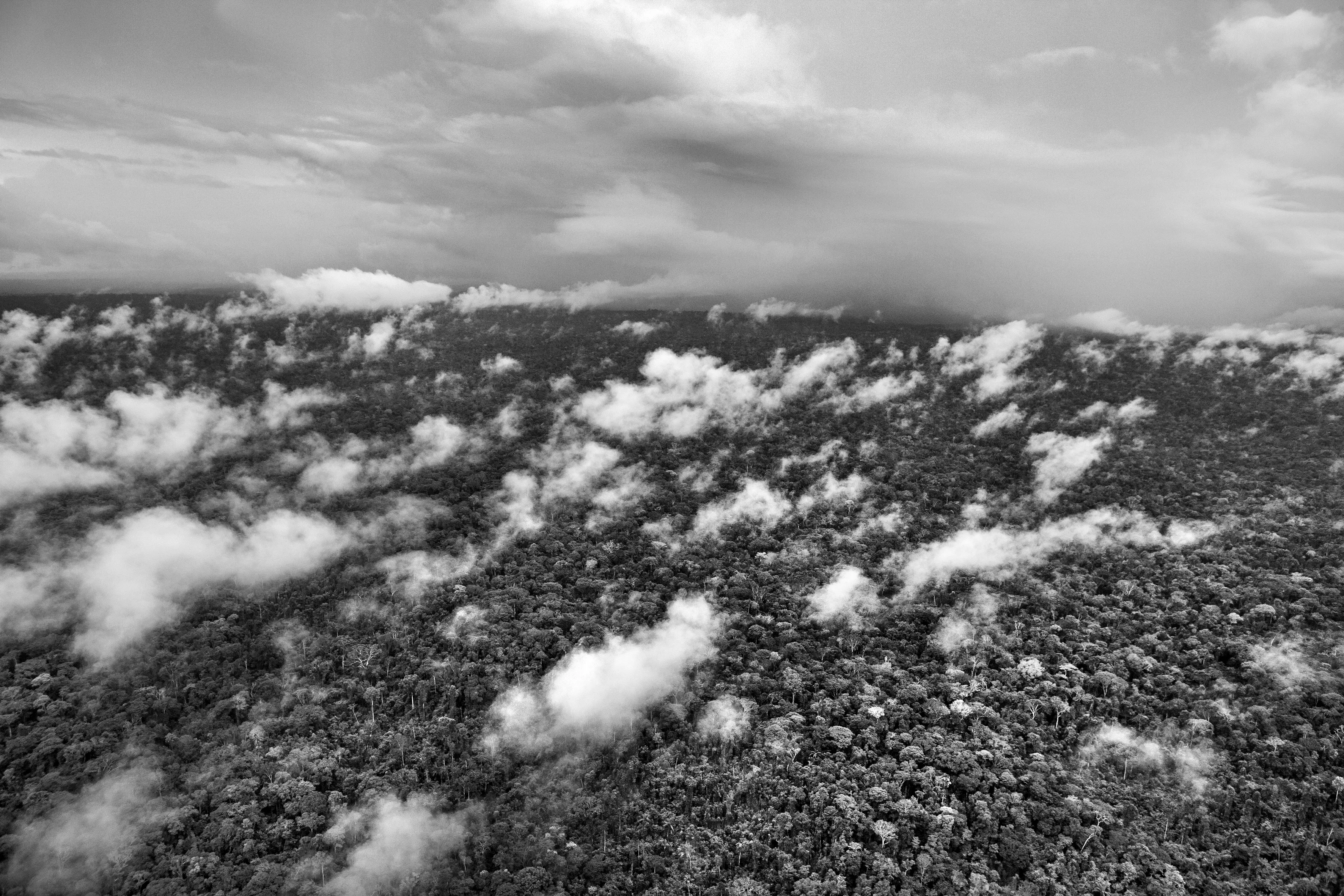 State of Pará, Brazil, 2009

One of the most extraordinary - and perhaps least known - features of the Amazon rainforest is a phenomenon variously known as "flying rivers" or "aerial rivers." It may seem like a contradiction to talk of a "river" that cannot be seen, yet these "flying rivers" carry more water than the Amazon River itself and affect a larger area of South America and beyond. Scientists have estimated that, while 17 billion tons of water enter the Atlantic from the Amazon River each day, over a similar period 20 billion tons of water rise into the atmosphere from the jungle, earning it the nickname of the "Green Ocean", and then leave the Amazon region. What is remarkable, though, is the scale on which this takes place. A large tree can suck water from as much as 60 meters below the ground and produce as many as 1,000 liters of water per day. And since this is repeated by between 400 and 600 billion trees, it is easy to see how the Amazon forest generates an important proportion of the water that it later receives. In fact, even the water that reaches the mainland through evaporation of sea-water is itself quickly recycled by the jungle in a process known technically as "evapotranspiration." But if the "flying rivers" are vital to the economic welfare of tens of millions of people, mainly in Brazil, they also impact weather patterns across the globe and are themselves vulnerable to the effects of deforestation and global warming.