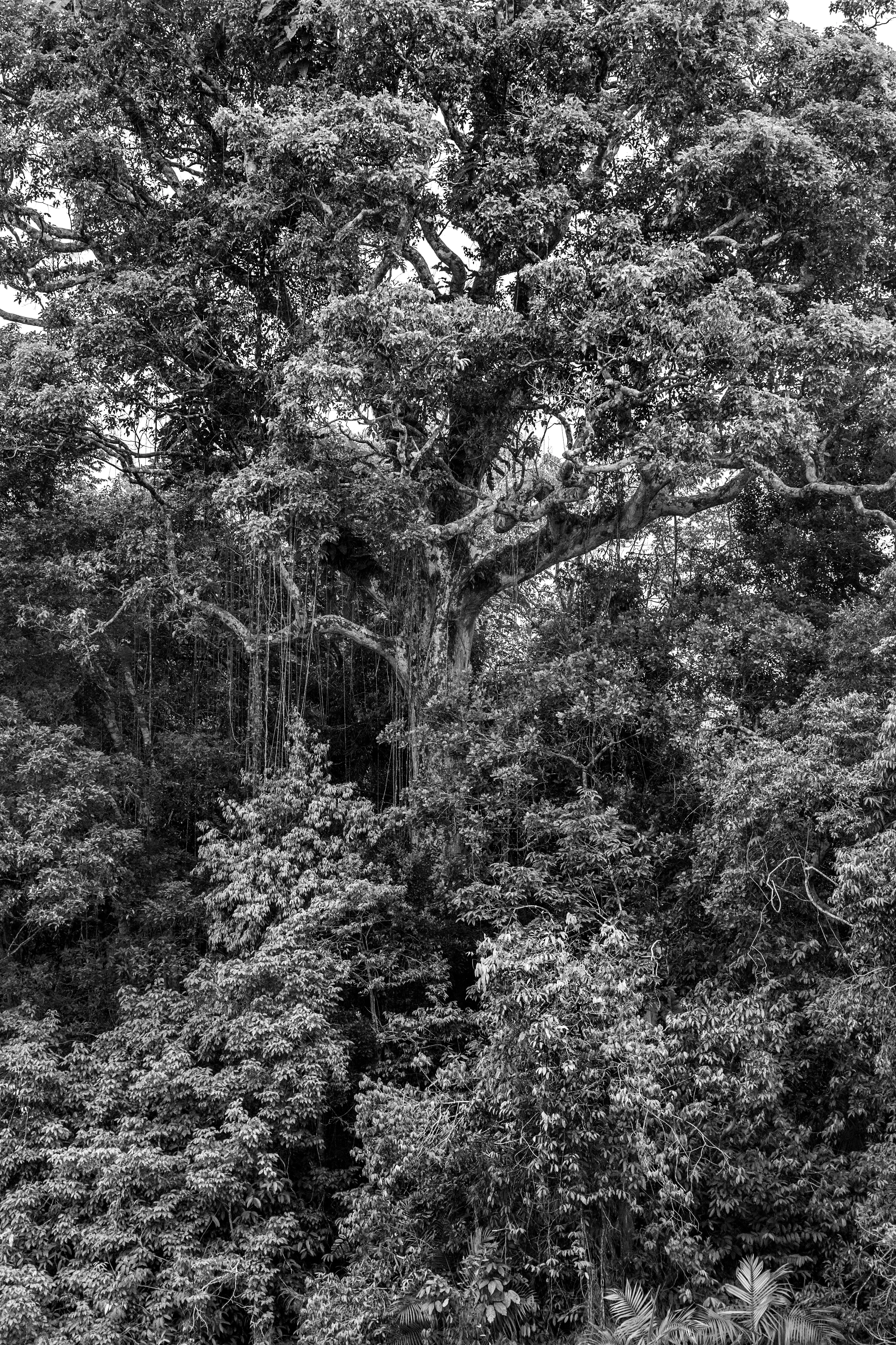 For centuries after Portugal colonized Brazil, the Amazon rainforest was nicknamed the Green Hell, an impenetrable rain-sodden jungle that offered only danger to outsiders. Many expeditions, above all those hoping to find gold in the mythical lost city of El Dorado, never returned. Some may have been killed by hostile native tribes or died of snake bites or starvation, but a surprisingly large number of explorers chose to settle down with indigenous tribes and share their bucolic way of life. Today, the rainforest is viewed more benignly, sometimes even romantically, as the Green Paradise, more often simply as an extraordinary treasure of nature, one with the planet's largest concentration of botanical species, including some 16,000 species of trees and innumerable plants with remarkable medicinal potential. Further, this unparalleled concentration of vegetation absorbs greenhouse gases and breathes out oxygen. It also offers a traditionally secure home to hundreds of indigenous tribes, some of whom have never had contact with the outside world.