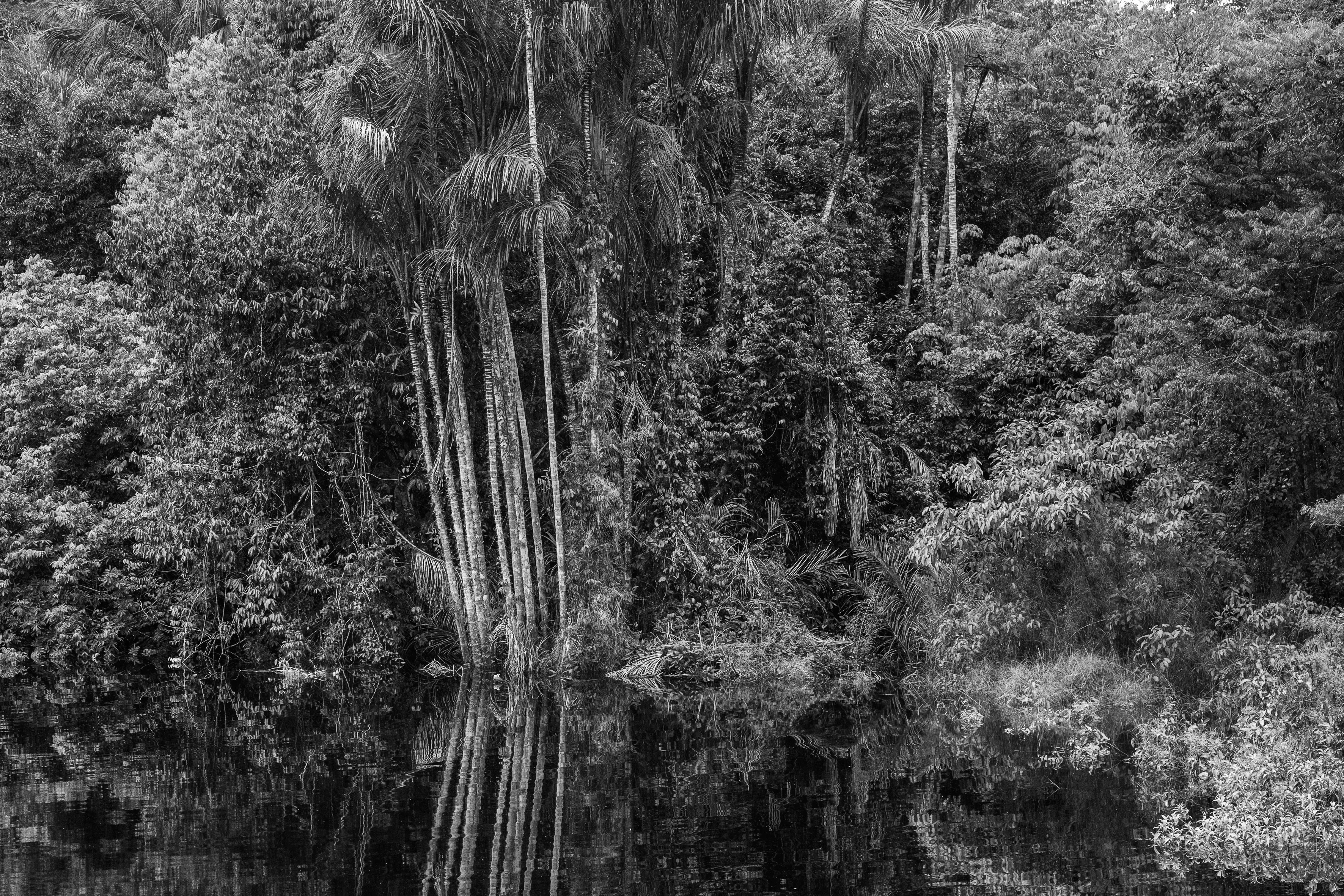 For centuries after Portugal colonized Brazil, the Amazon rainforest was nicknamed the Green Hell, an impenetrable rain-sodden jungle that offered only danger to outsiders. Many expeditions, above all those hoping to find gold in the mythical lost city of El Dorado, never returned. Some may have been killed by hostile native tribes or died of snake bites or starvation, but a surprisingly large number of explorers chose to settle down with indigenous tribes and share their bucolic way of life. Today, the rainforest is viewed more benignly, sometimes even romantically, as the Green Paradise, more often simply as an extraordinary treasure of nature, one with the planet's largest concentration of botanical species, including some 16,000 species of trees and innumerable plants with remarkable medicinal potential. Further, this unparalleled concentration of vegetation absorbs greenhouse gases and breathes out oxygen. It also offers a traditionally secure home to hundreds of indigenous tribes, some of whom have never had contact with the outside world.