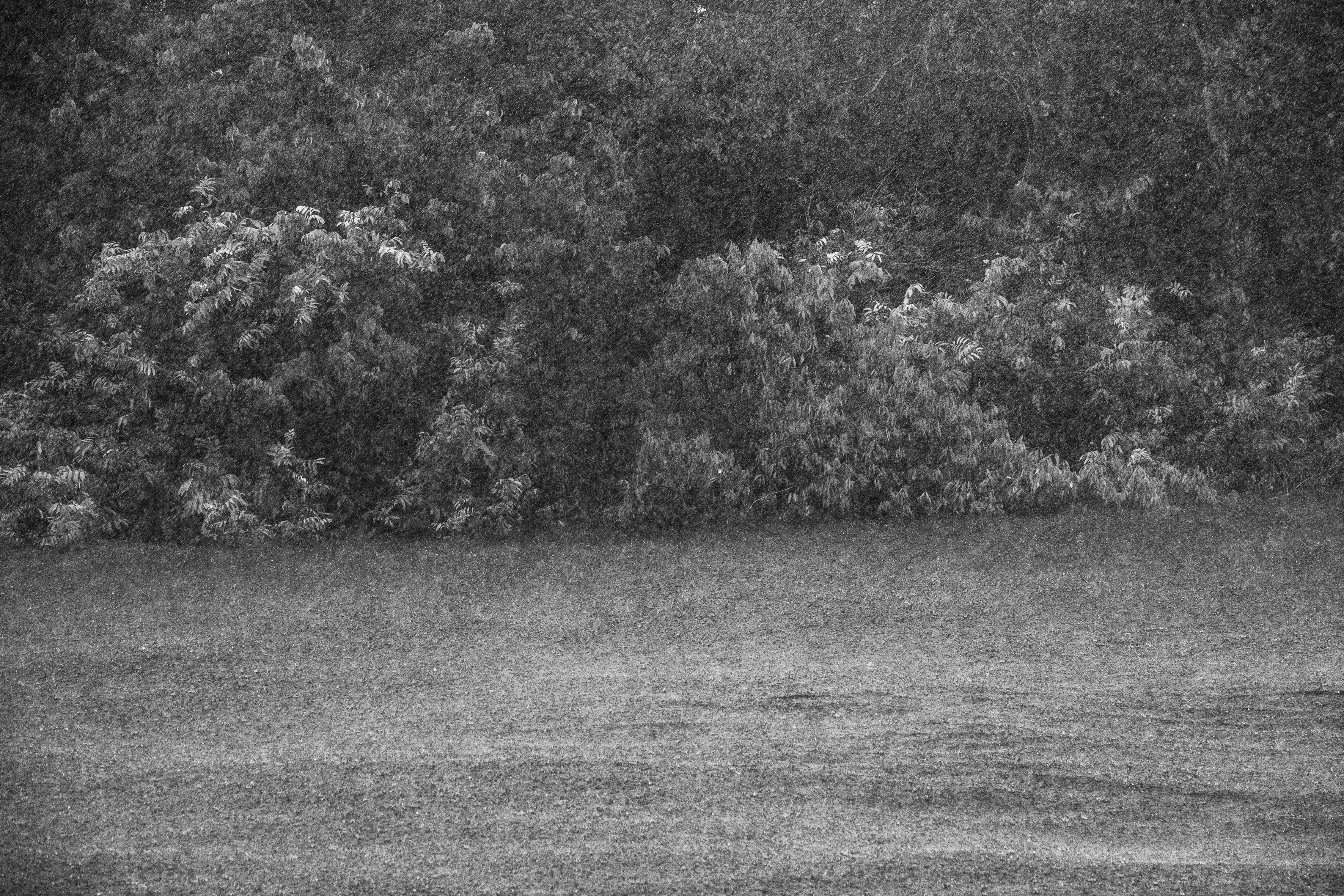 For centuries after Portugal colonized Brazil, the Amazon rainforest was nicknamed the Green Hell, an impenetrable rain-sodden jungle that offered only danger to outsiders. Many expeditions, above all those hoping to find gold in the mythical lost city of El Dorado, never returned. Some may have been killed by hostile native tribes or died of snake bites or starvation, but a surprisingly large number of explorers chose to settle down with indigenous tribes and share their bucolic way of life. Today, the rainforest is viewed more benignly, sometimes even romantically, as the Green Paradise, more often simply as an extraordinary treasure of nature, one with the planet's largest concentration of botanical species, including some 16,000 species of trees and innumerable plants with remarkable medicinal potential. Further, this unparalleled concentration of vegetation absorbs greenhouse gases and breathes out oxygen. It also offers a traditionally secure home to hundreds of indigenous tribes, some of whom have never had contact with the outside world.