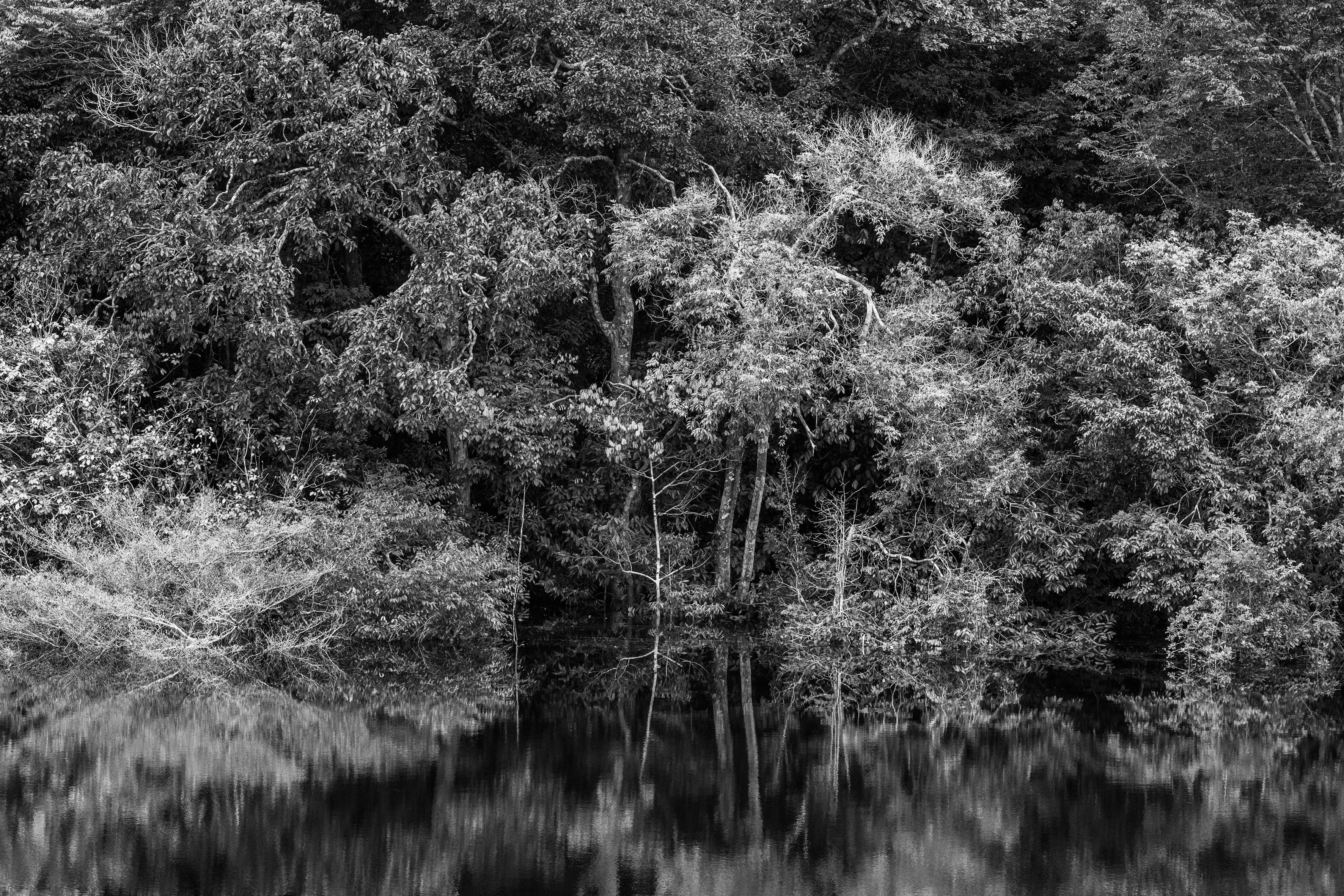 For centuries after Portugal colonized Brazil, the Amazon rainforest was nicknamed the Green Hell, an impenetrable rain-sodden jungle that offered only danger to outsiders. Many expeditions, above all those hoping to find gold in the mythical lost city of El Dorado, never returned. Some may have been killed by hostile native tribes or died of snake bites or starvation, but a surprisingly large number of explorers chose to settle down with indigenous tribes and share their bucolic way of life. Today, the rainforest is viewed more benignly, sometimes even romantically, as the Green Paradise, more often simply as an extraordinary treasure of nature, one with the planet's largest concentration of botanical species, including some 16,000 species of trees and innumerable plants with remarkable medicinal potential. Further, this unparalleled concentration of vegetation absorbs greenhouse gases and breathes out oxygen. It also offers a traditionally secure home to hundreds of indigenous tribes, some of whom have never had contact with the outside world.