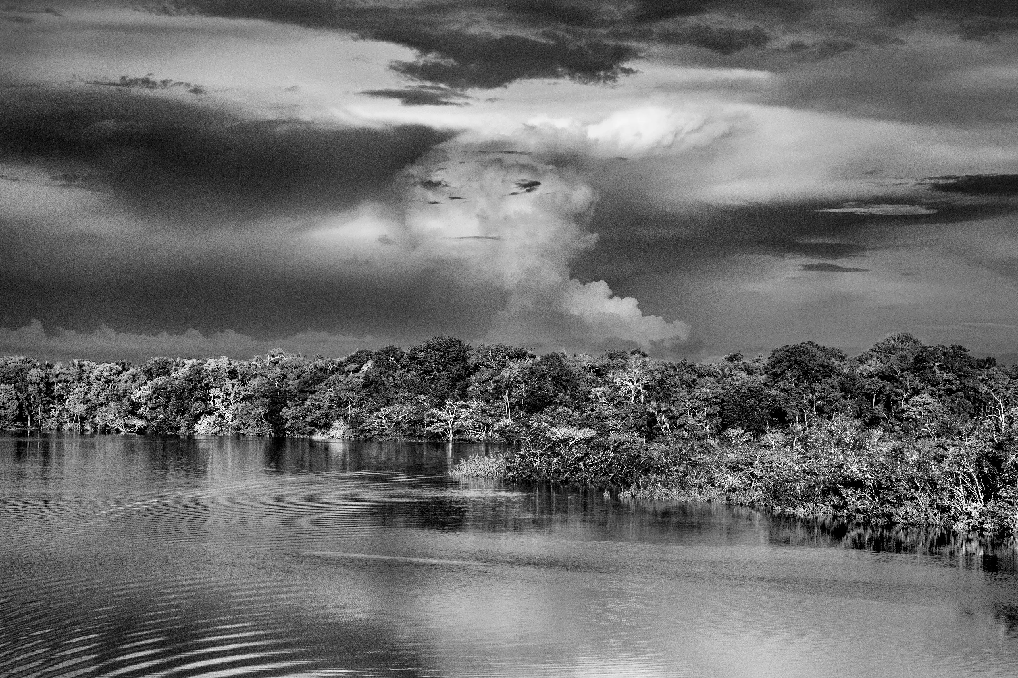 State of Amazonas, Brazil, 2019

One of the most extraordinary - and perhaps least known - features of the Amazon rainforest is a phenomenon variously known as "flying rivers" or "aerial rivers." It may seem like a contradiction to talk of a "river" that cannot be seen, yet these "flying rivers" carry more water than the Amazon River itself and affect a larger area of South America and beyond. Scientists have estimated that, while 17 billion tons of water enter the Atlantic from the Amazon River each day, over a similar period 20 billion tons of water rise into the atmosphere from the jungle, earning it the nickname of the "Green Ocean", and then leave the Amazon region. What is remarkable, though, is the scale on which this takes place. A large tree can suck water from as much as 60 meters below the ground and produce as many as 1,000 liters of water per day. And since this is repeated by between 400 and 600 billion trees, it is easy to see how the Amazon forest generates an important proportion of the water that it later receives. In fact, even the water that reaches the mainland through evaporation of sea-water is itself quickly recycled by the jungle in a process known technically as "evapotranspiration." But if the "flying rivers" are vital to the economic welfare of tens of millions of people, mainly in Brazil, they also impact weather patterns across the globe and are themselves vulnerable to the effects of deforestation and global warming.