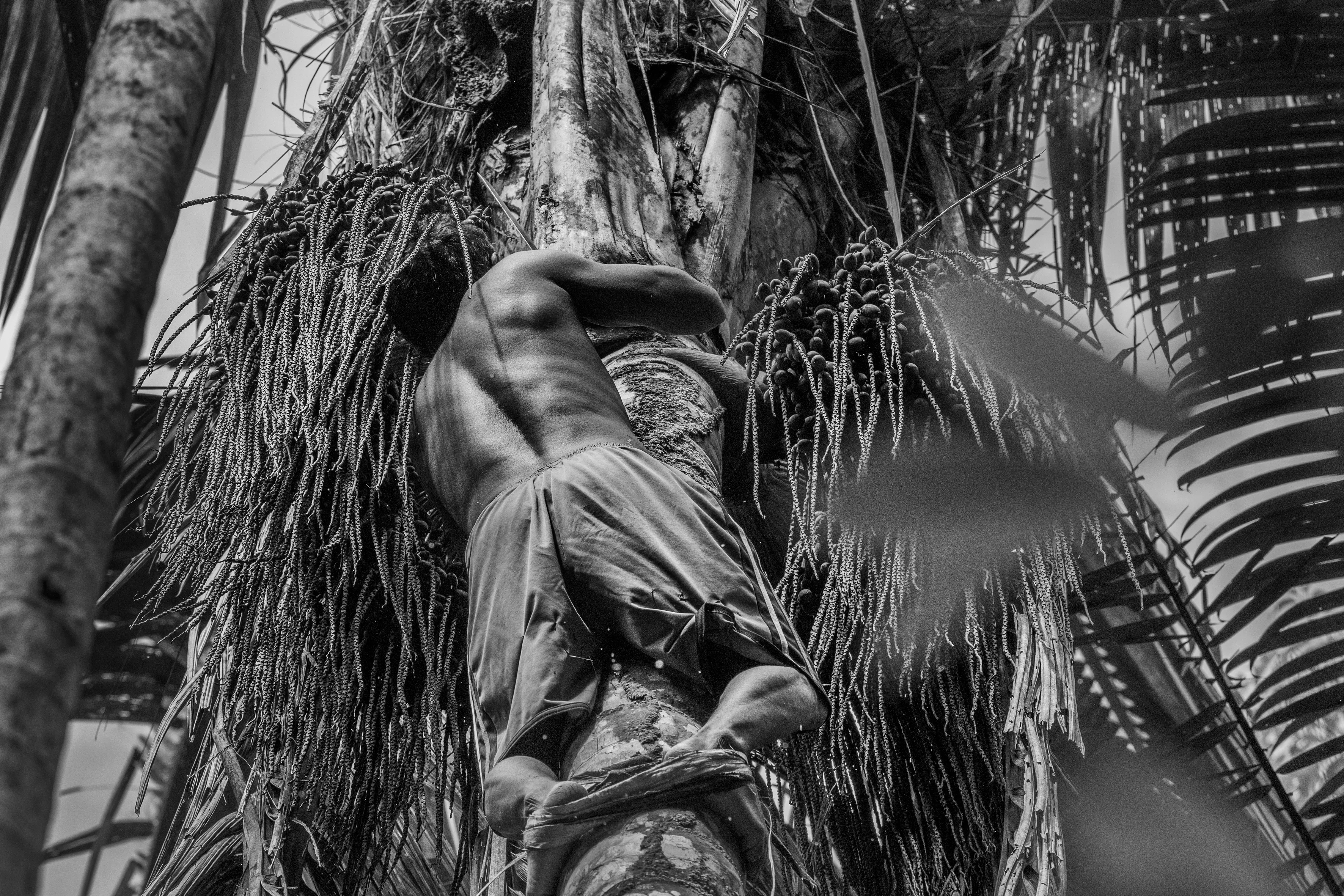 The community of Piaú, Yanomami Indigenous Territory, State of Amazonas, Brazil, 2019.

The Yanomami are the largest low-contact indigenous ethnic group in the world. They have a population of around 40,000 people, with 28,000 in Brazil and the rest in Venezuela. They live in mountains ranges and valleys in the far north of Brazil, in the country's largest indigenous territory. The land extends from the north of the state of Roraima to the Rio Negro in the state of Amazonas. Shamanism is central to Yanomami culture. Their main leader is the shaman Davi Kopenawa, a pioneer in the campaign to establish the Yanomami Indigenous Territory, starting in the late 1970s. In 1993, Haximu, a Yanomami community, suffered a massacre by illegal miners. This led to the only conviction for the crime of genocide in the entire history of Brazilian justice. The Yanomami include at least one isolated group.