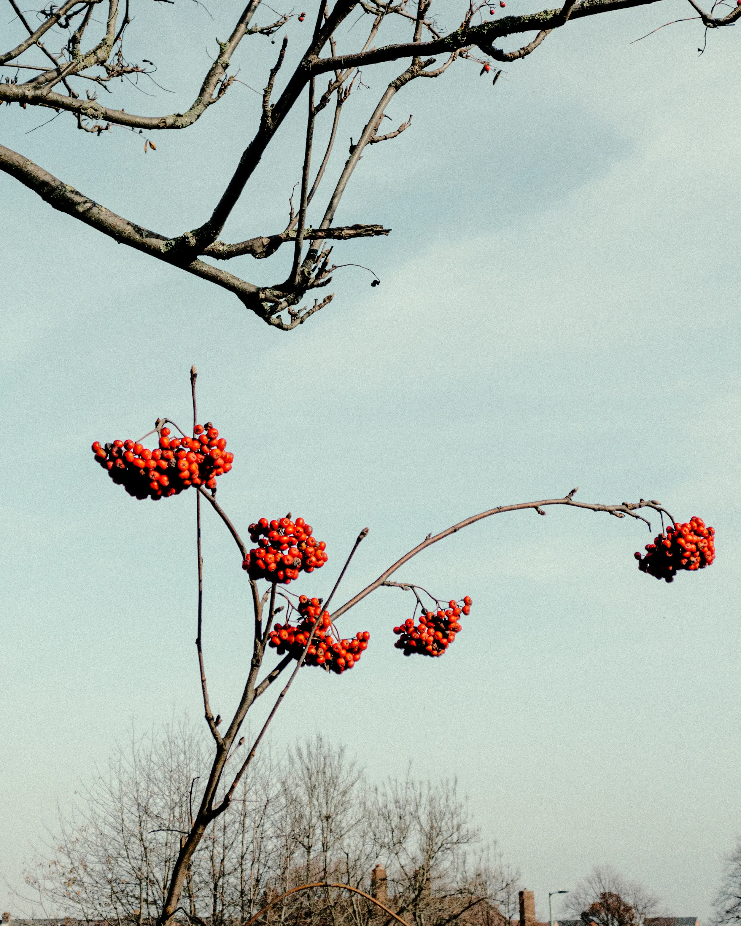 Winterberry, November 2021.

Alina Trifan