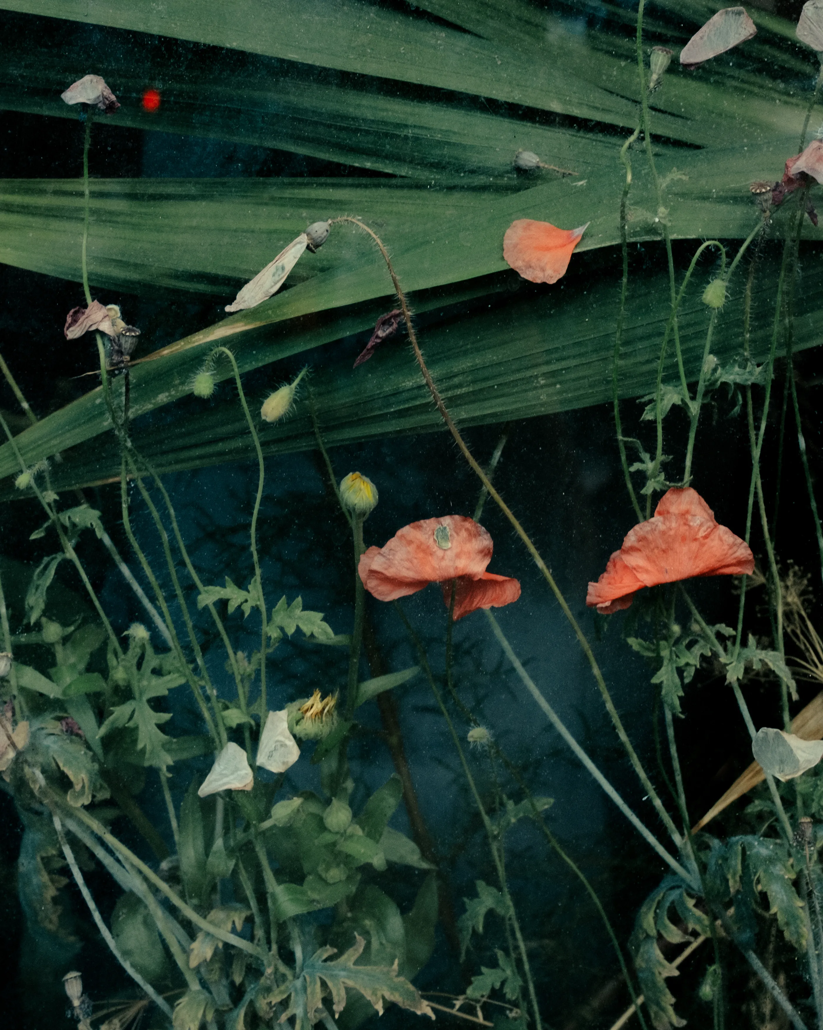 Flowers outside Borough Market in London (through glass), August 2022.

Alina Trifan