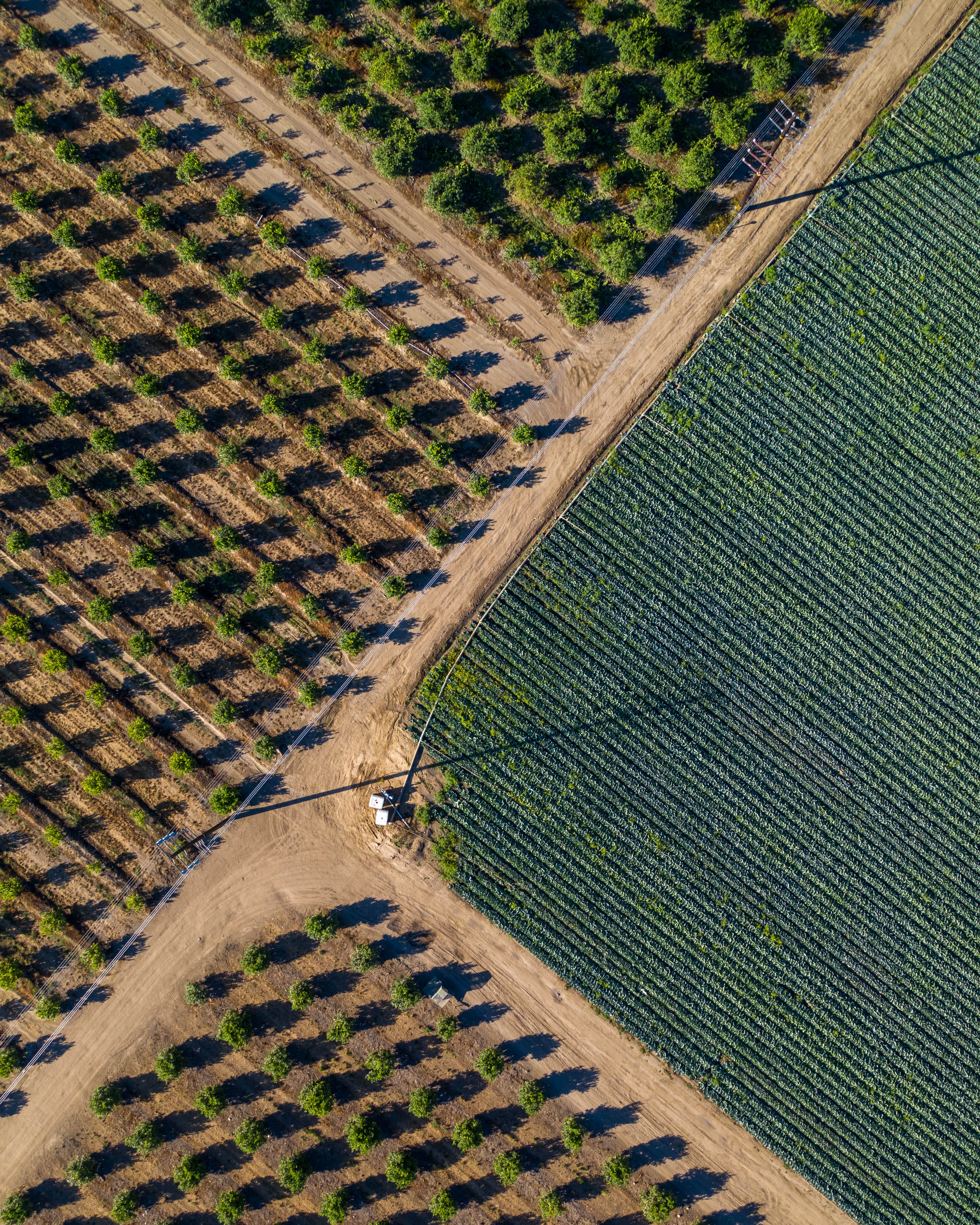 The Quad brings together all the fields of different crops, together as a junction!