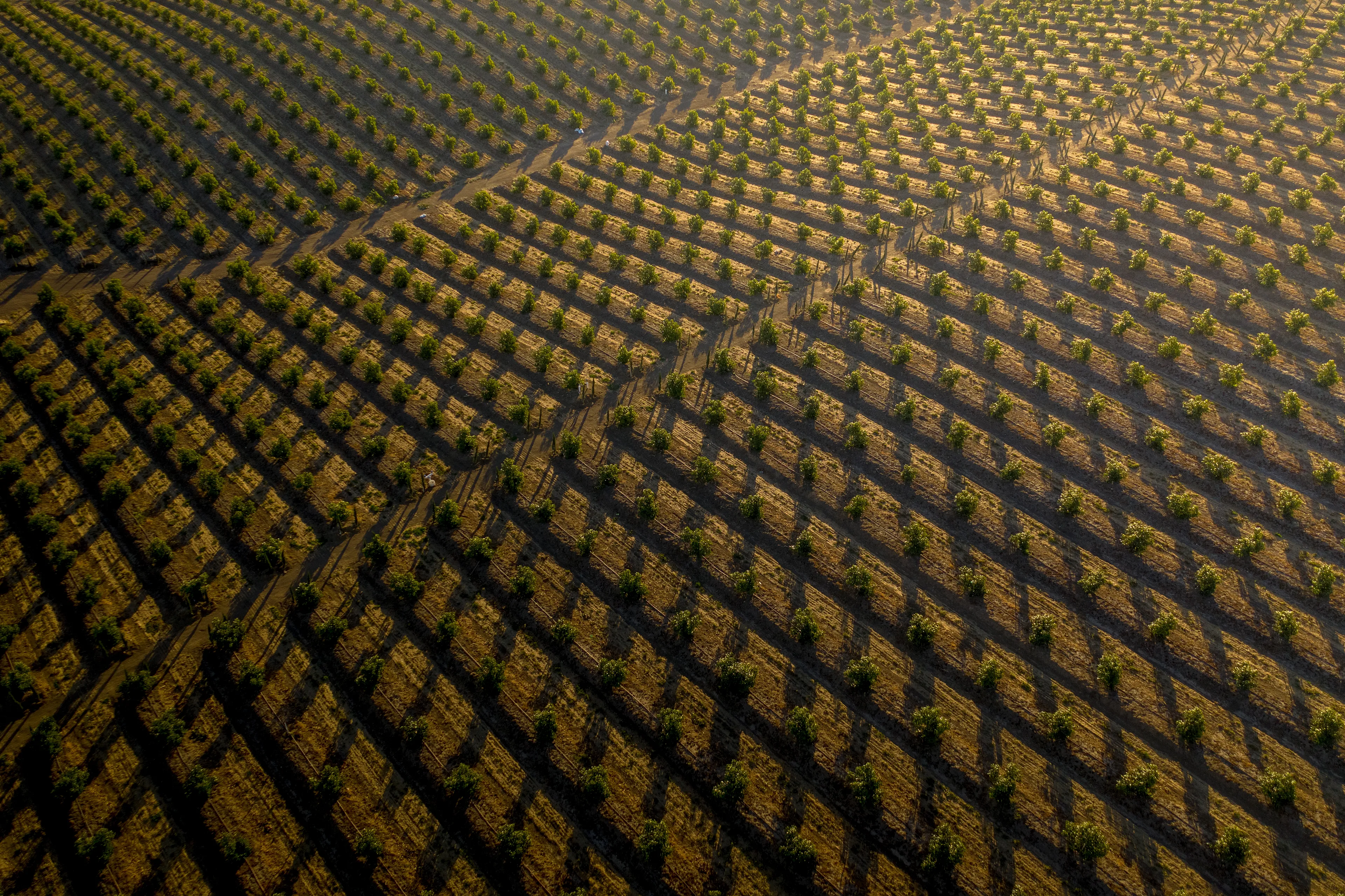 Field Patterns shares the undulating fields at first light!