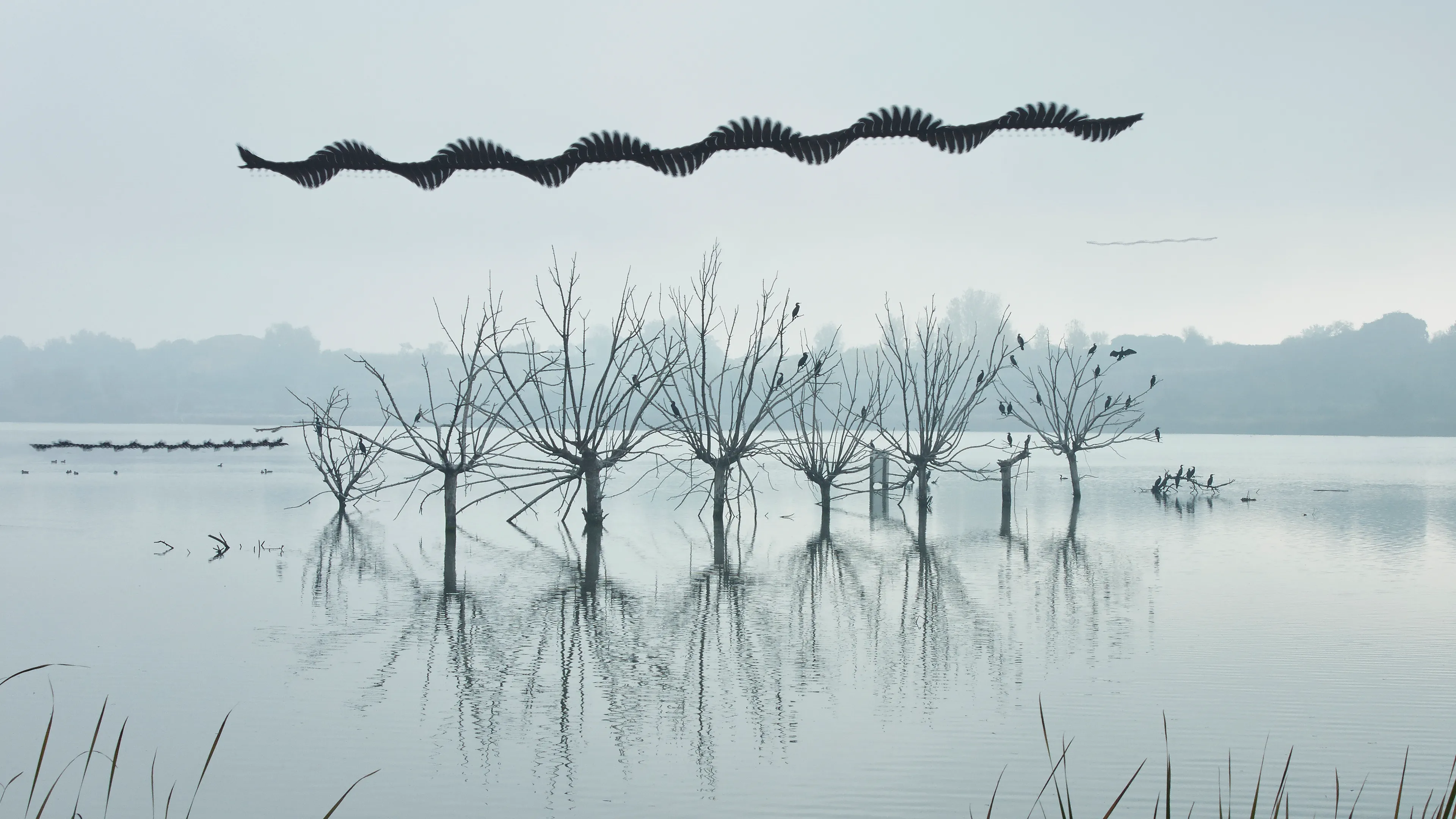 Ornithographies arises from the concern for capturing those unnoticed moments and from the interest in questioning the limits of human perception.

This project focuses on birds, my great passion, in order to capture in a single time frame, the shapes they generate when flying, making visible the invisible.

Ornitographies is a balance between art and science; a nature-based dissemination project and a visual poetry exercise but above all, an invitation to perceive the world with the same curious and innocent look of the child we once were.

Edition: 1 of 1