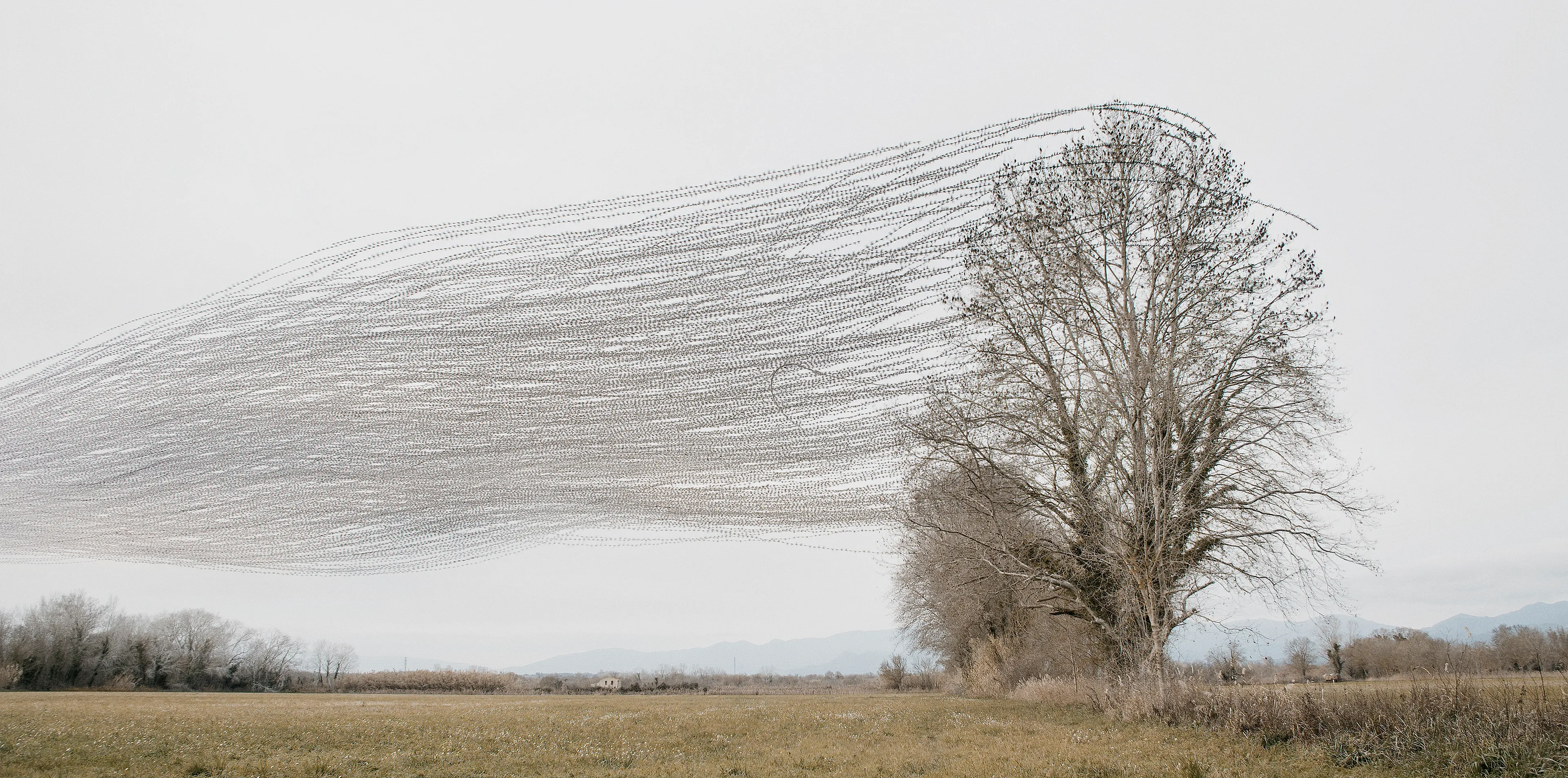 Ornithographies arises from the concern for capturing those unnoticed moments and from the interest in questioning the limits of human perception.

This project focuses on birds, my great passion, in order to capture in a single time frame, the shapes they generate when flying, making visible the invisible.

Ornitographies is a balance between art and science; a nature-based dissemination project and a visual poetry exercise but above all, an invitation to perceive the world with the same curious and innocent look of the child we once were.

Edition: 1 of 1