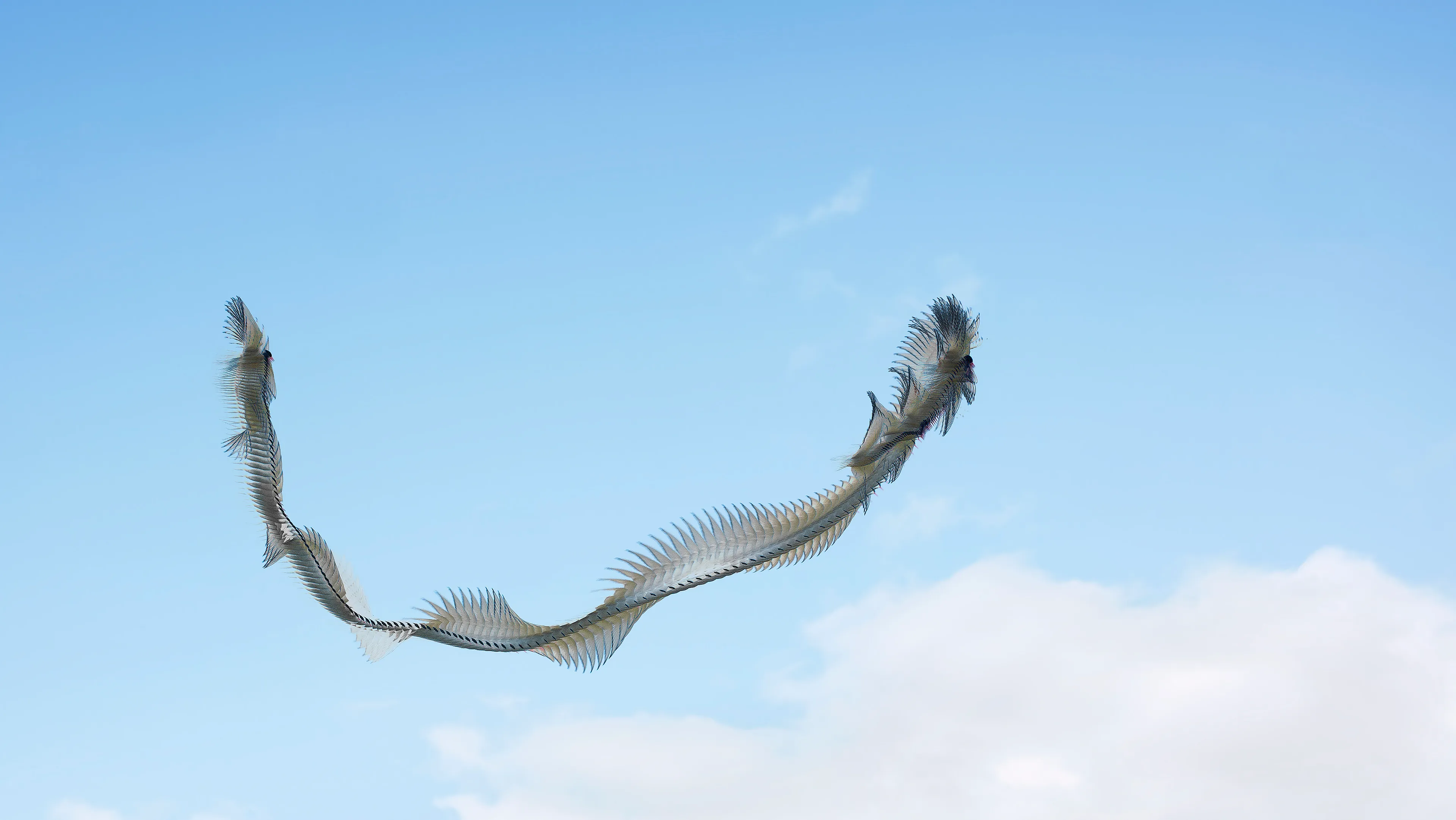 Ornithographies arises from the concern for capturing those unnoticed moments and from the interest in questioning the limits of human perception.

This project focuses on birds, my great passion, in order to capture in a single time frame, the shapes they generate when flying, making visible the invisible.

Ornitographies is a balance between art and science; a nature-based dissemination project and a visual poetry exercise but above all, an invitation to perceive the world with the same curious and innocent look of the child we once were.

Edition: 1 of 1